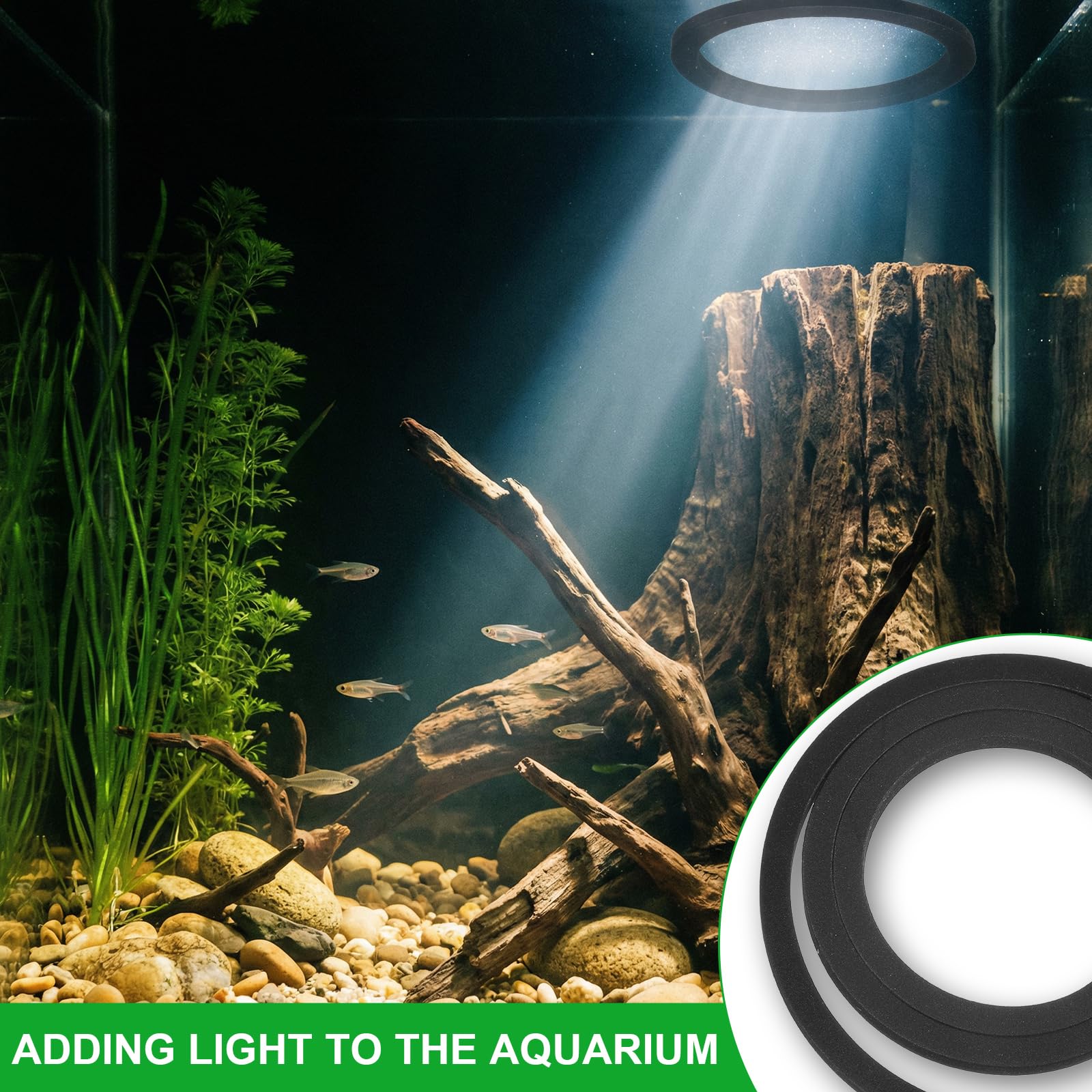 Betta Lot de 6 anneaux d'alimentation pour poissons – Barrière flottante en EVA pour plantes d'aquarium – Accessoires pour mini aquarium, support de plantes flottantes | Mangeoire | Corral (3