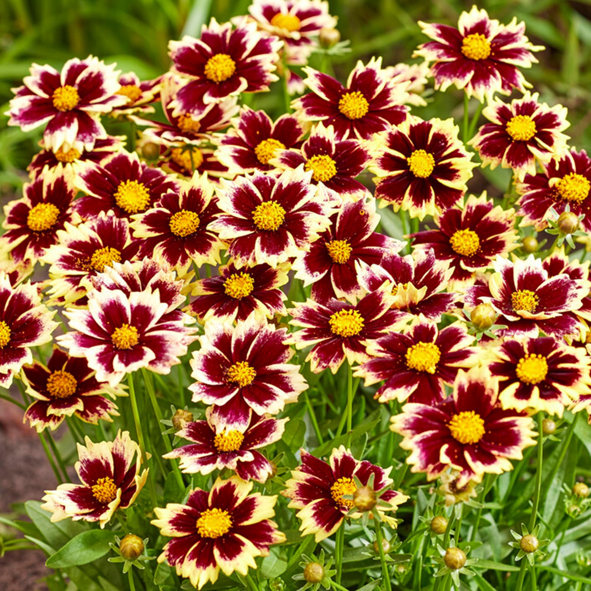 Coreopsis Solar Fancy – Real Outdoor Plants – Hardy Perennial with Red and Yellow Flowers – Live Flowering Plant for Borders, Pots, and Containers – Ideal for Summer Colour (9 cm Pot, 10-20 cm)