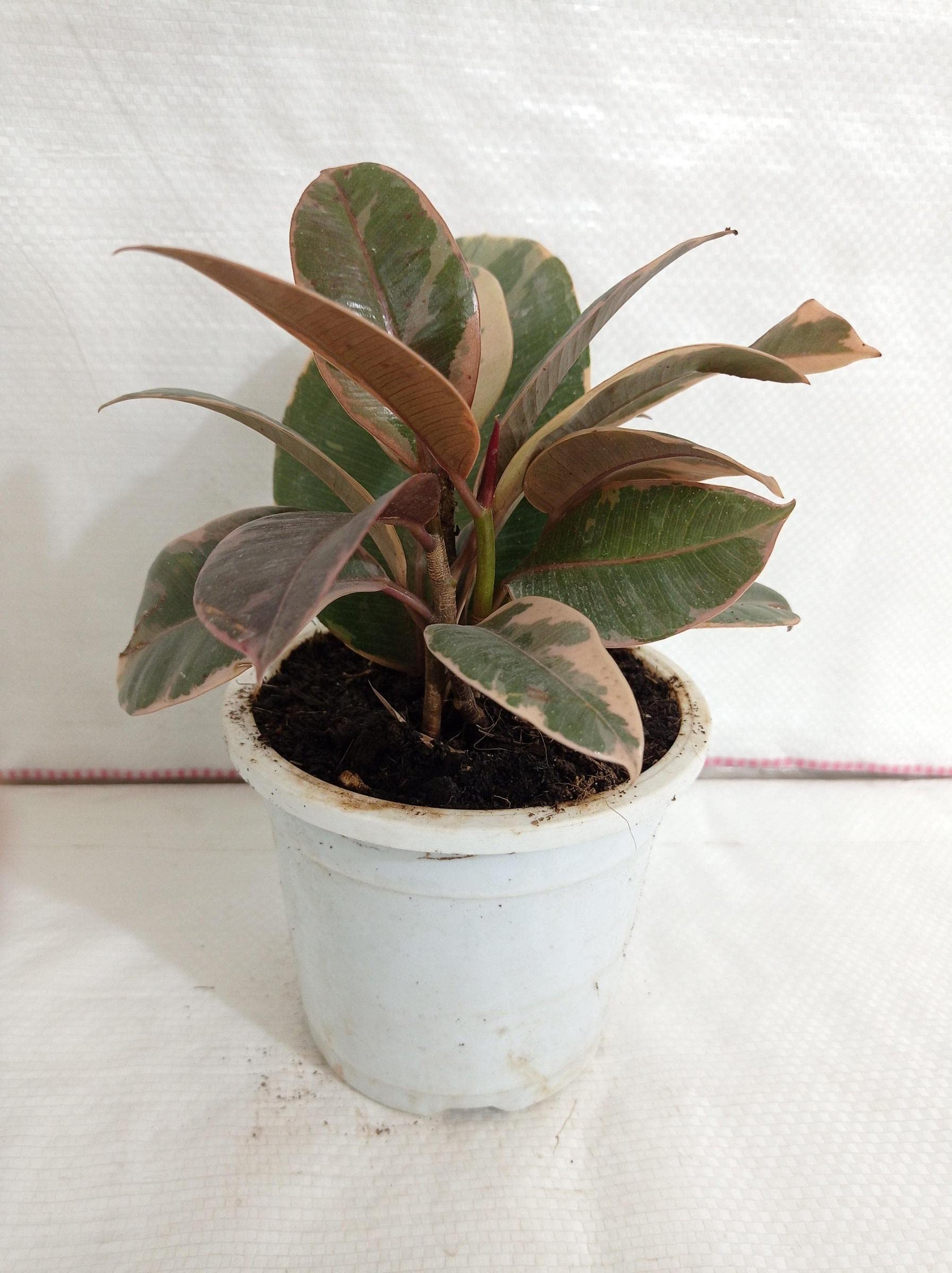 Buy Floral Treasure Ficus elastica Ruby Live Rubber Tree Indoor House 1