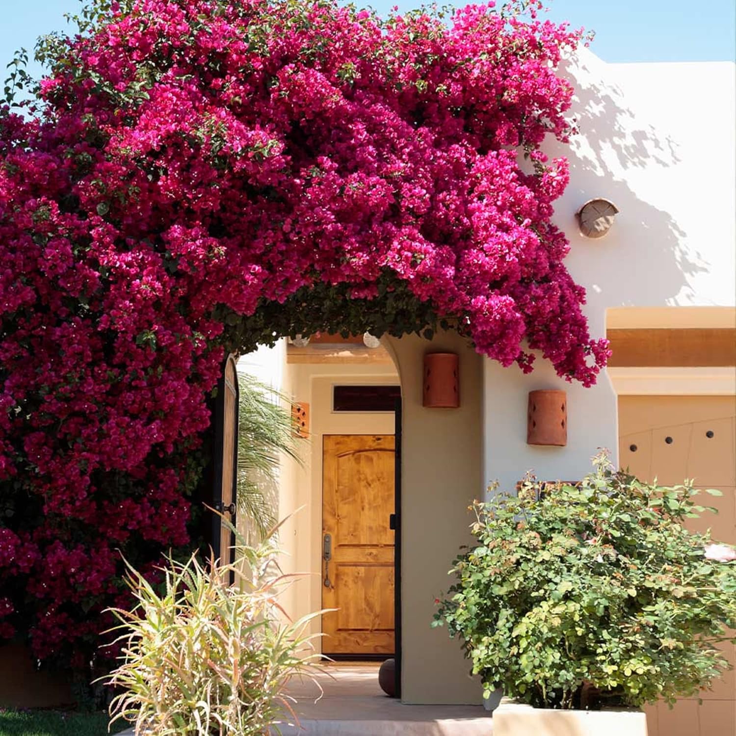 CHUXAY GARDEN Pink BougainvilleaSouth American Jasmine 100 Seeds