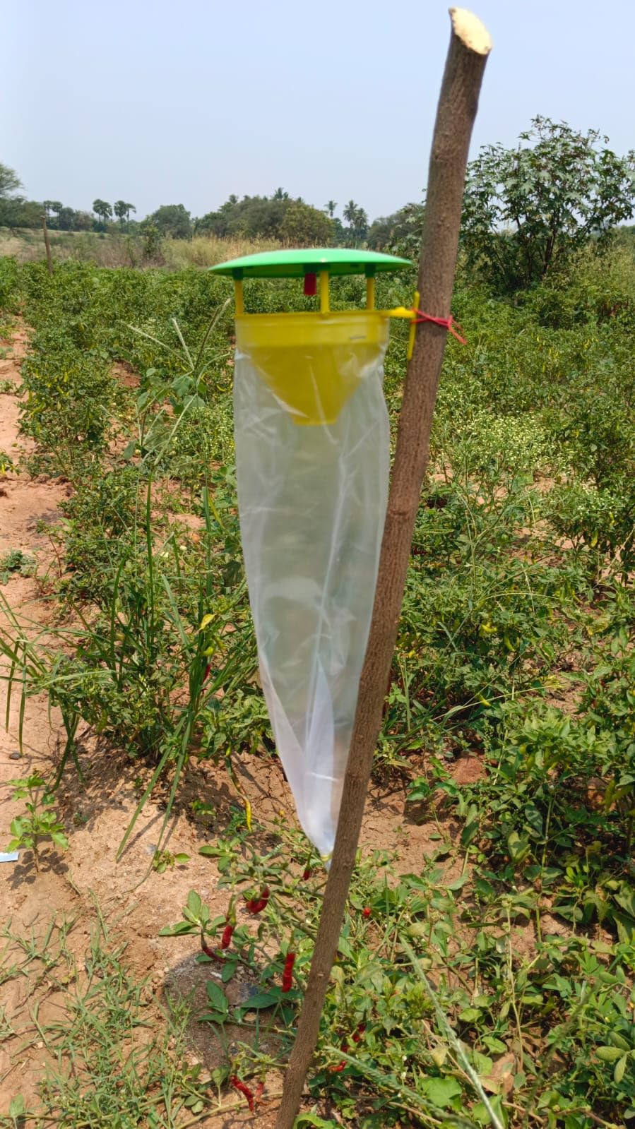 Agri Phero Solutionz Pink Bollworm (Pectinophora Gossypiella) Insect Funnel Trap with Lures (2) (B0BKFRT4V8) Amazon Price History, Amazon Price Tracker