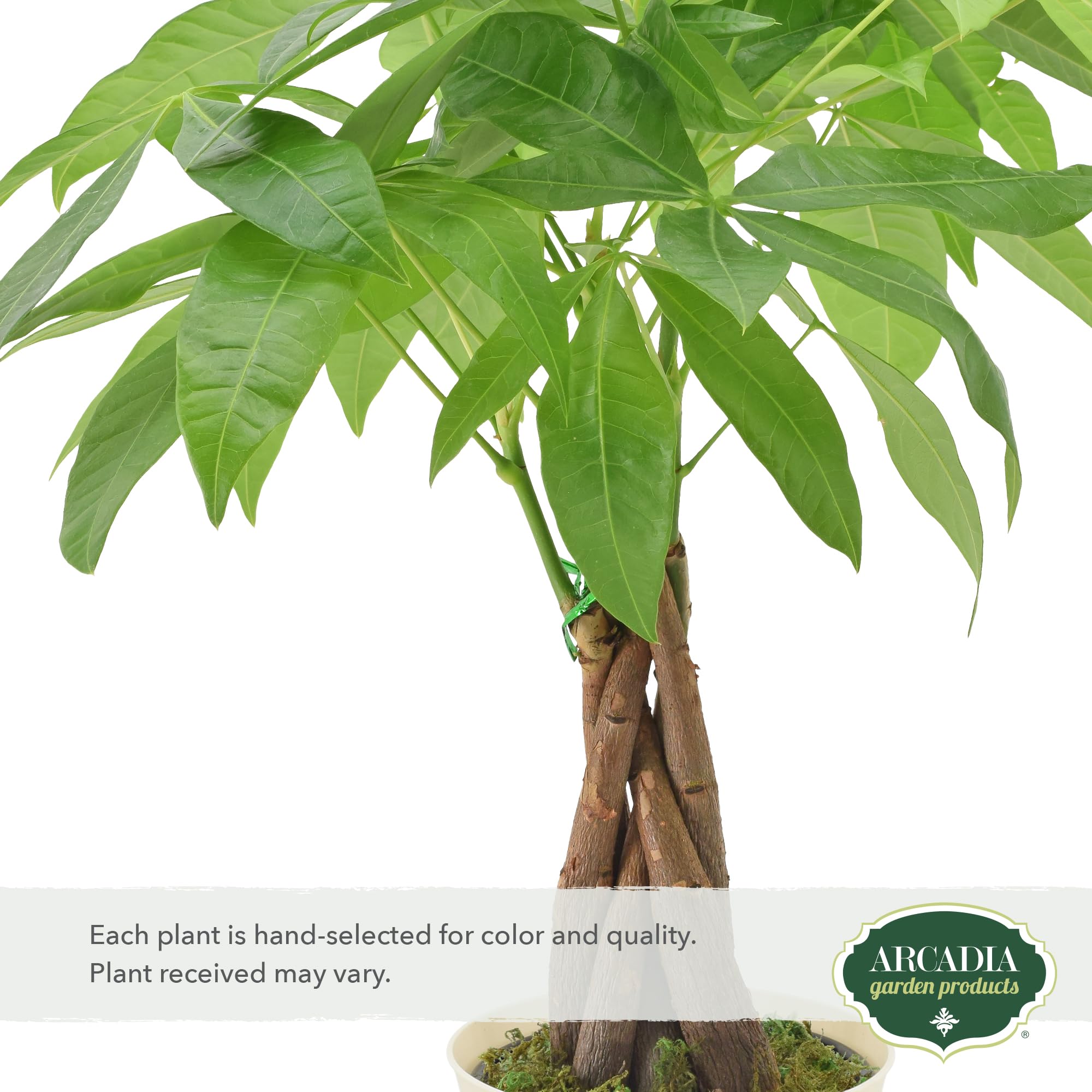 fiddle leaf fig plant price Fiddle Leaf Fig main image 0