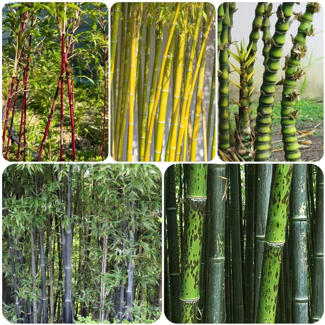 bambus krebserregend Wuchernder Bambus Goldrohrbambus kaufen | Phyllostachys aurea -  Goldrohrbambus