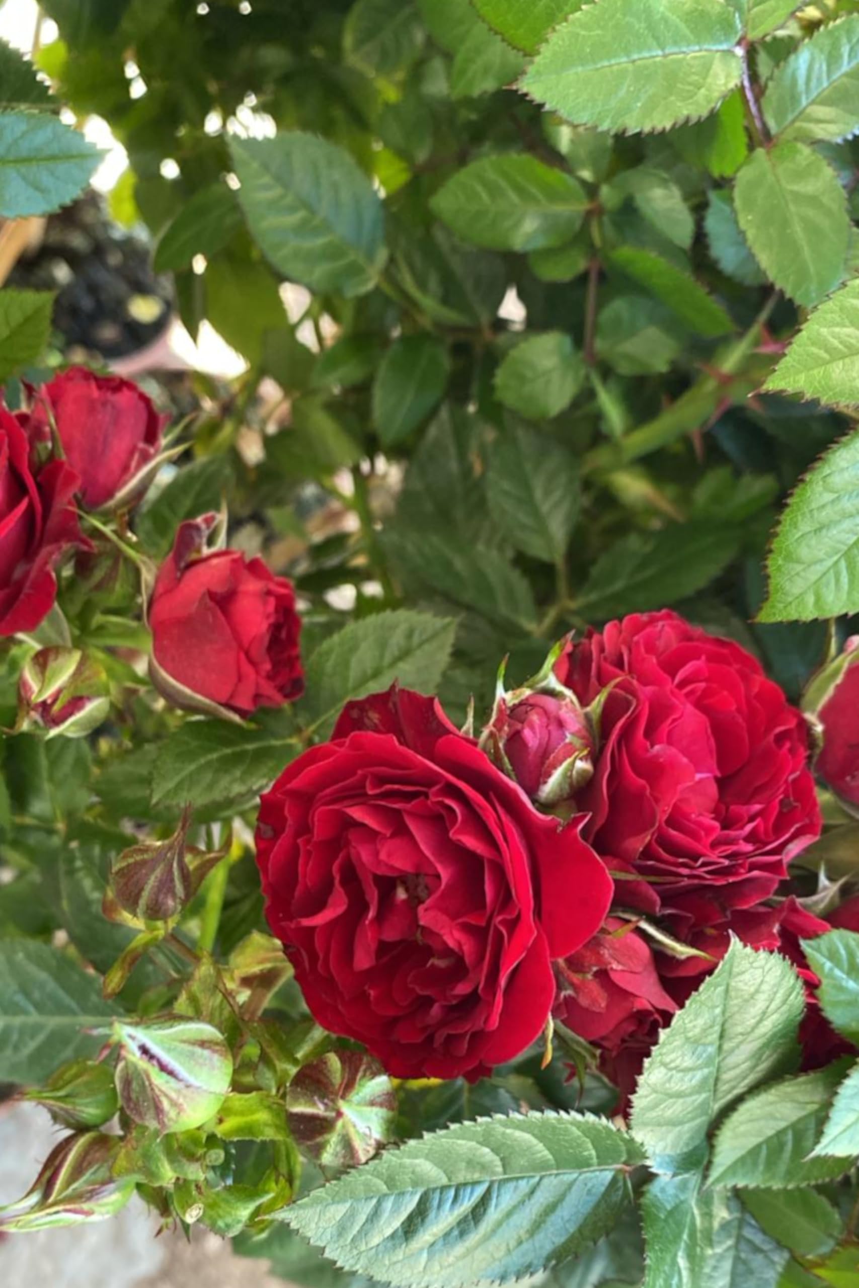 Pianta di Rosa Alberello Albero di Rosa vari colori pianta ornamentale da esterno pianta vera fiorita venduta da eGarden.store (Rosso Scuro v.24 cm)