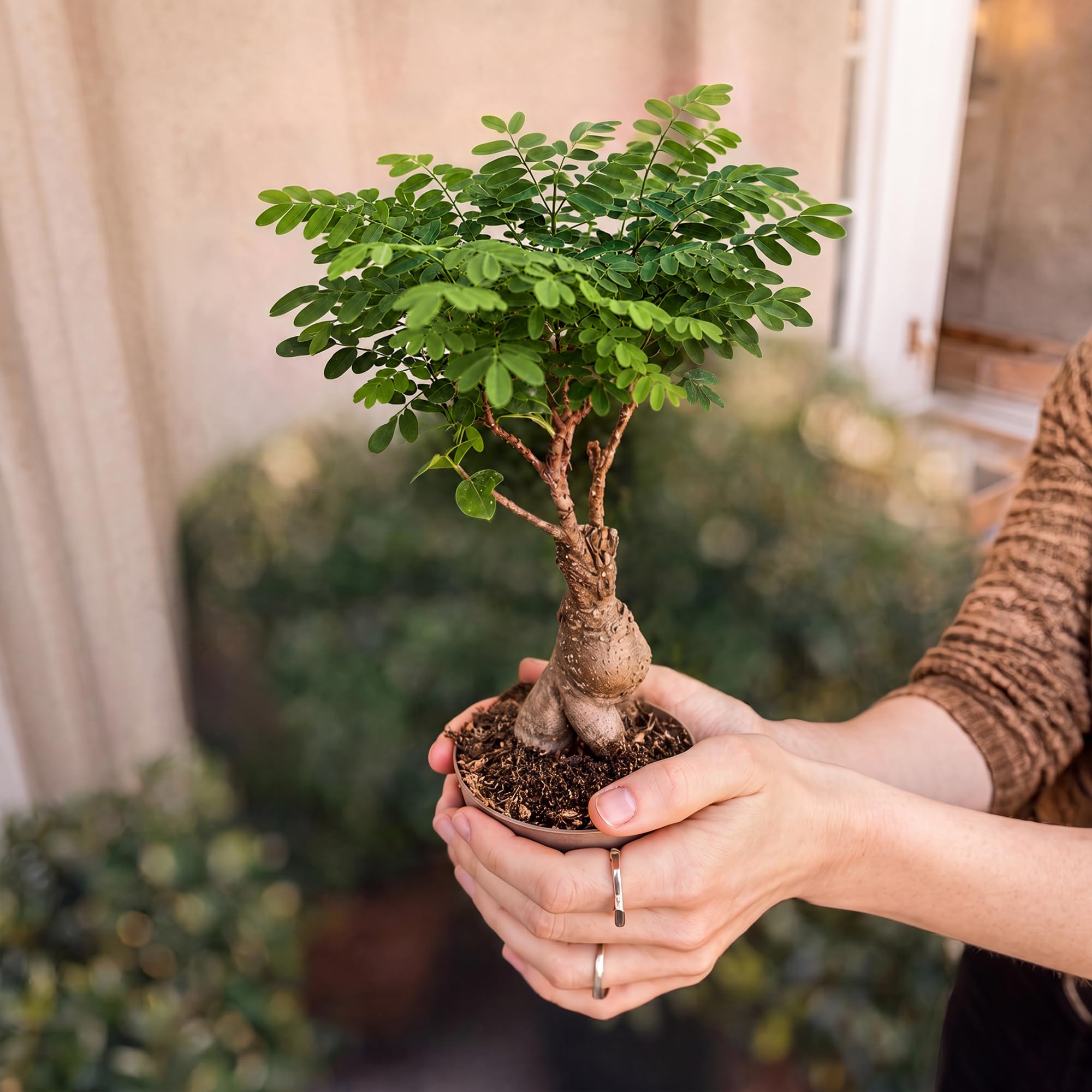 Kit de árbol bonsái - Kit completo de bricolaje para principiantes