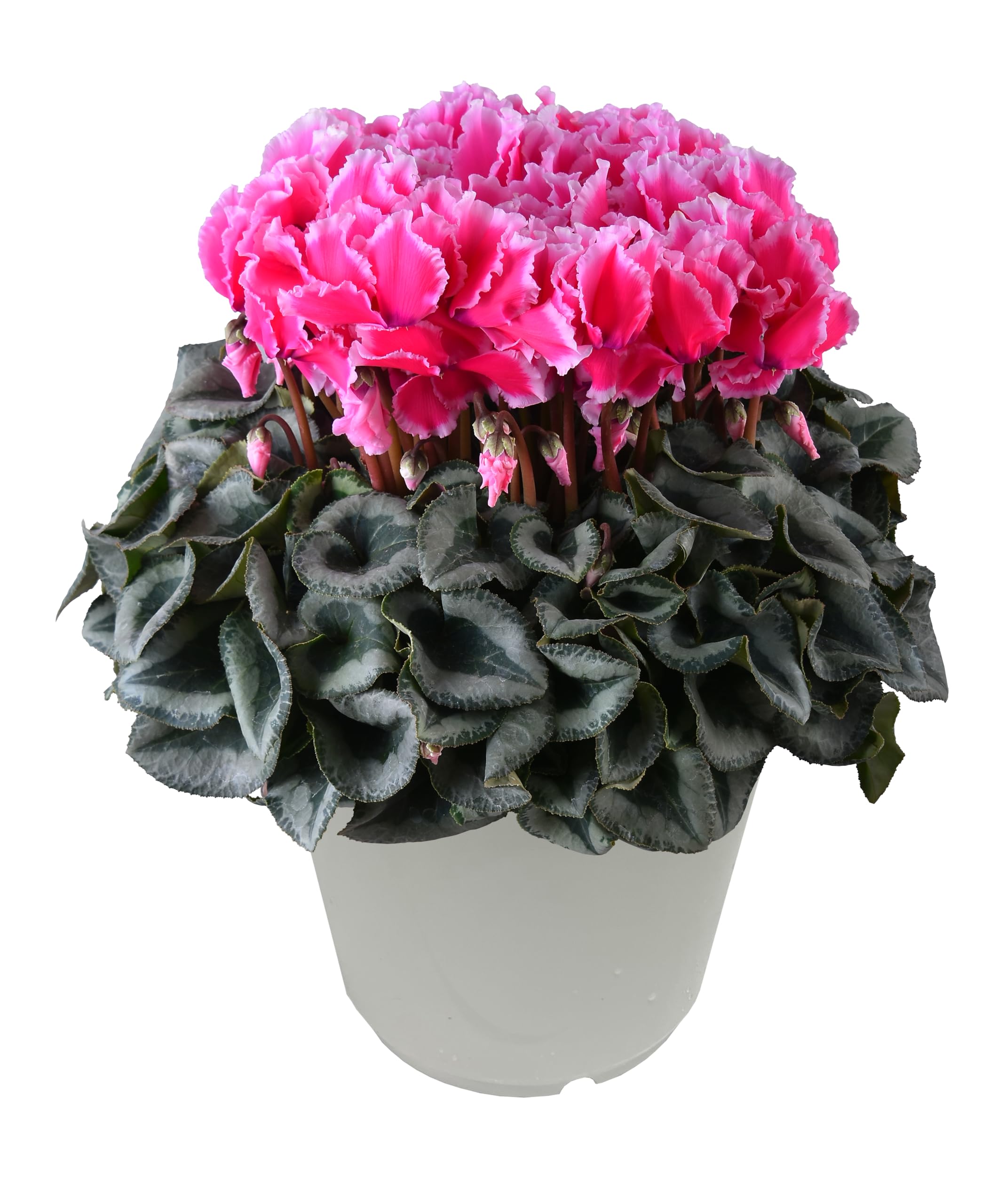 特大 シクラメン 8号 ピンク ボリューム満点です^ ^ 特大 シクラメン