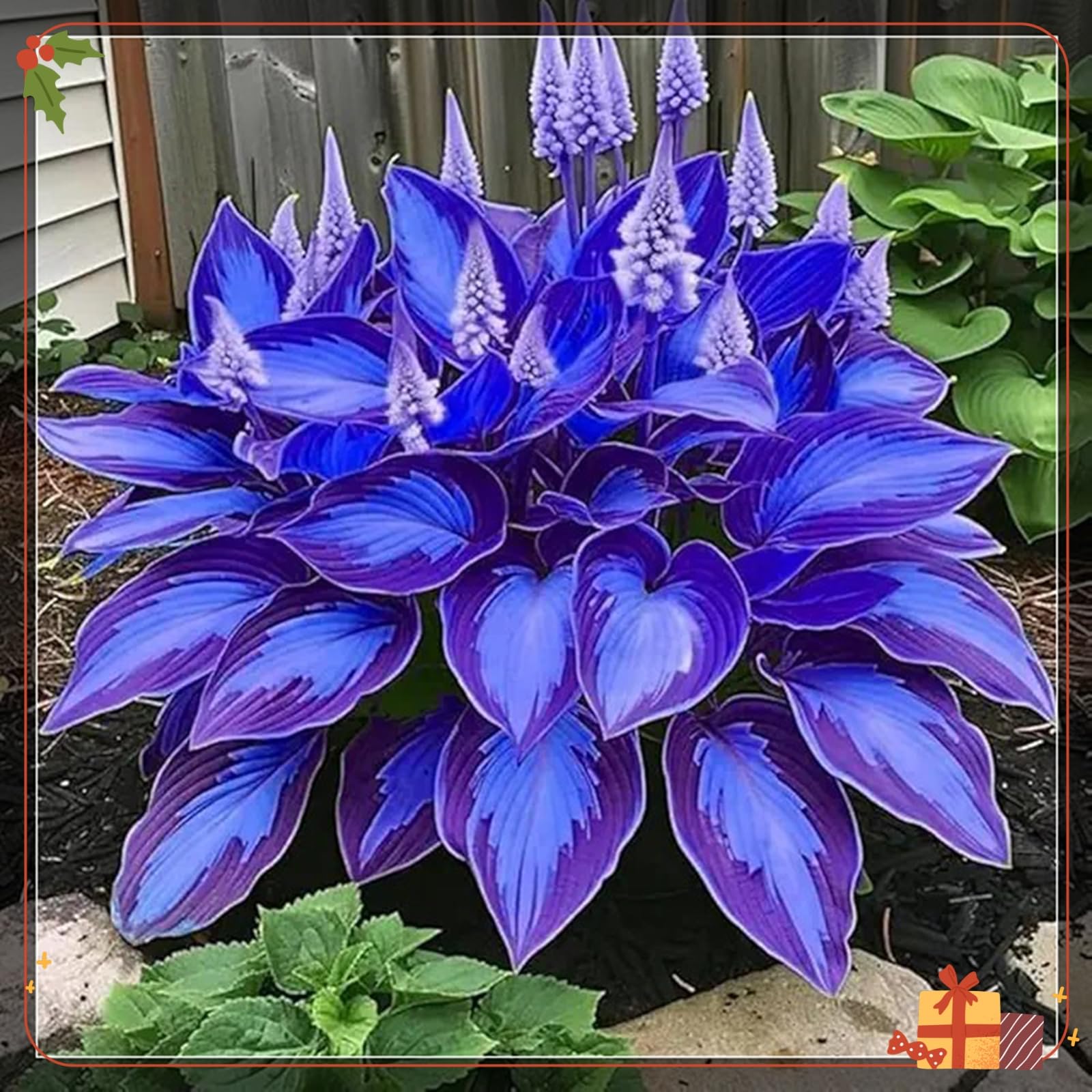 Premium Hostas Seeds - Simple to Grow – Perfect for Gardens, Enchanting Displays Hardy Hostas-1000Count-E
