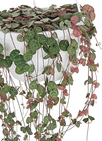 Amazon ハートカズラ レディーハート 6号 吊り鉢 多肉植物 インテリア グリーン 鉢植え 鉢