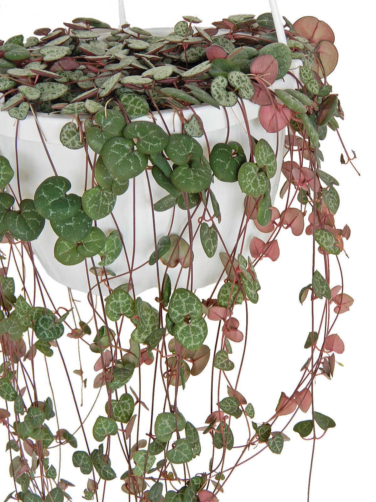 Amazon | ハートカズラ レディーハート 6号 吊り鉢 多肉植物 Amazon | ハートカズラ レディーハート 6号 吊り鉢 多肉植物