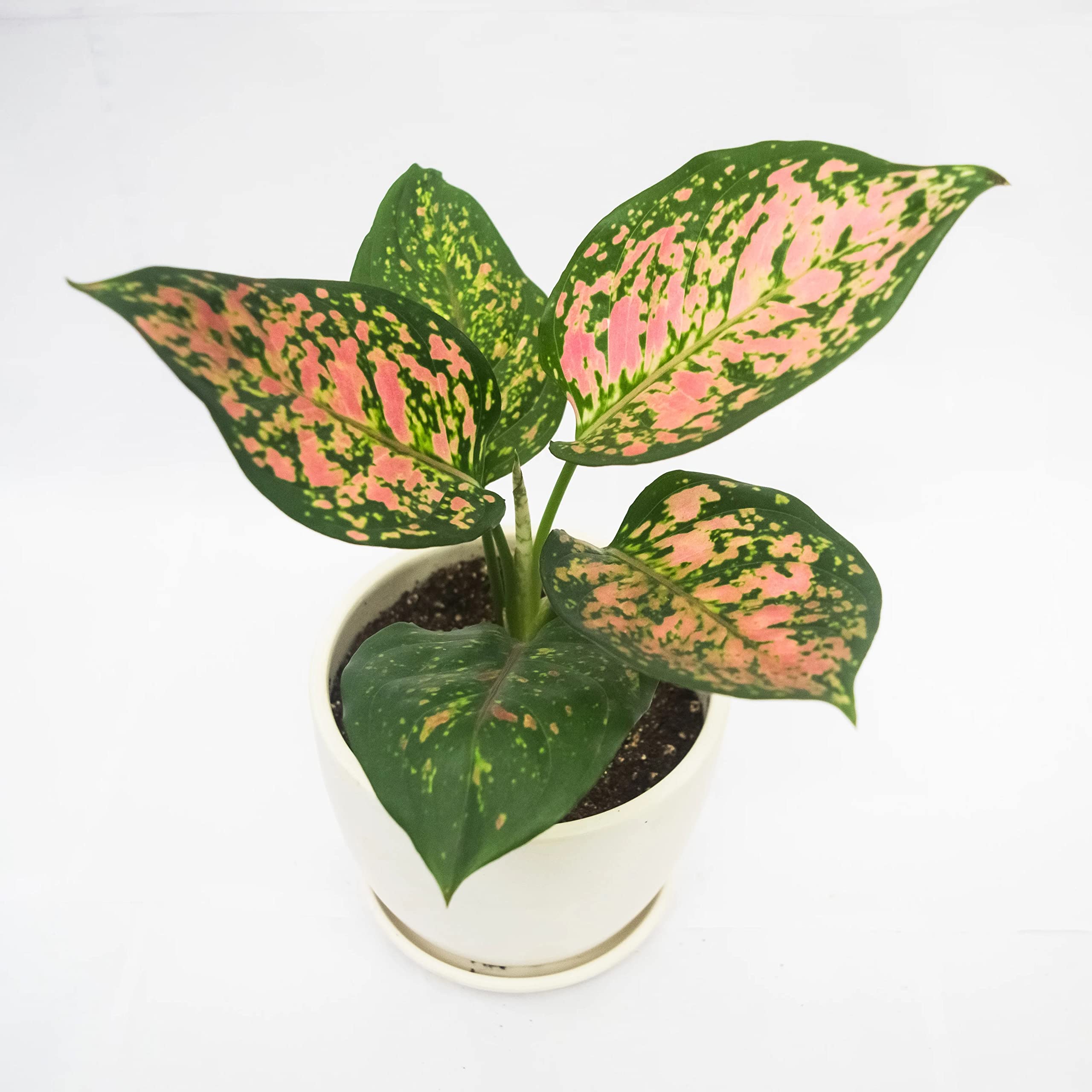 Cloud Farm Snow White/Aglaonema/Chinese Evergreen Indoor Plant With Air Purifying Abilities CF-89 (B0BBG5LSRT) Amazon Price History, Amazon Price Tracker