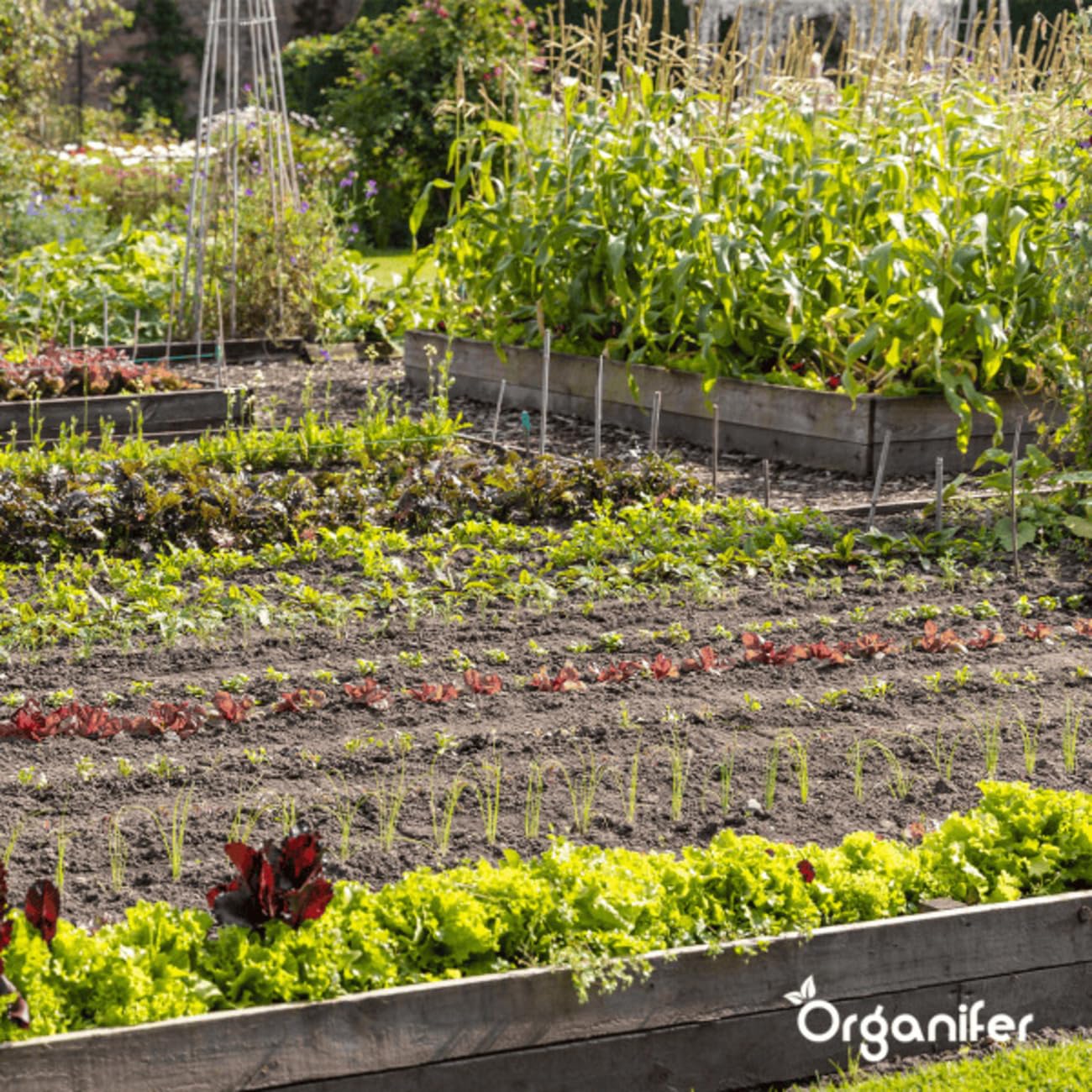 Organiczny Pakiet Nasion Warzyw | Nasiona Pomidora - Nasiona Ogórka - Nasiona Papryki - Nasiona Papryki - Nasiona Cukinii - Nasiona Organiczne - Organifer