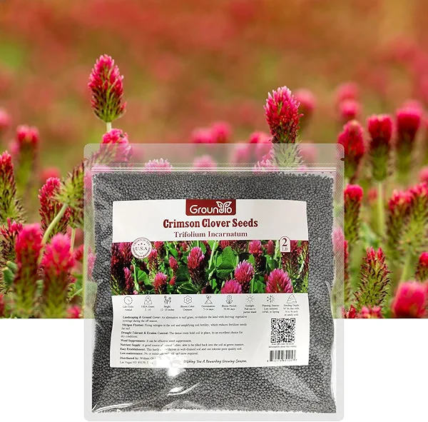 Groundio Annual Crimson Clover Seeds, 2 lbs, Trifolium Incarnatum Seeds for Lawn Alternative, Attracts Pollinators, Nitrocoated and Inoculated