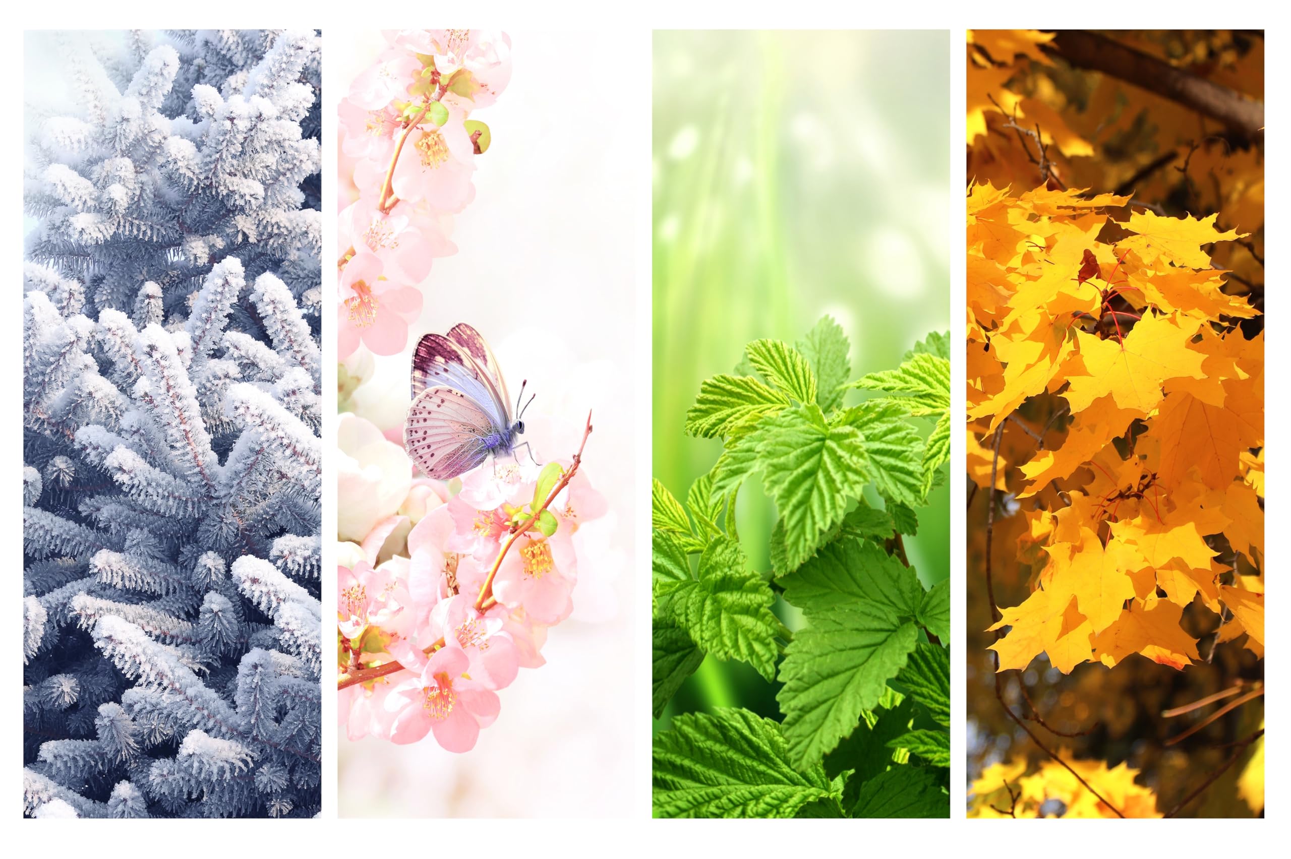 Winter Spring Summer Wallpaper Four Seasons Year Set Vertical Nature