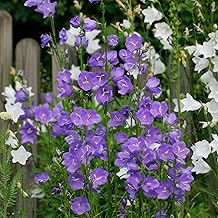 Campanula Persicifolia Canterbury Bells, Purple and White Perennial Garden Flowers, 3 x 9cm Pots