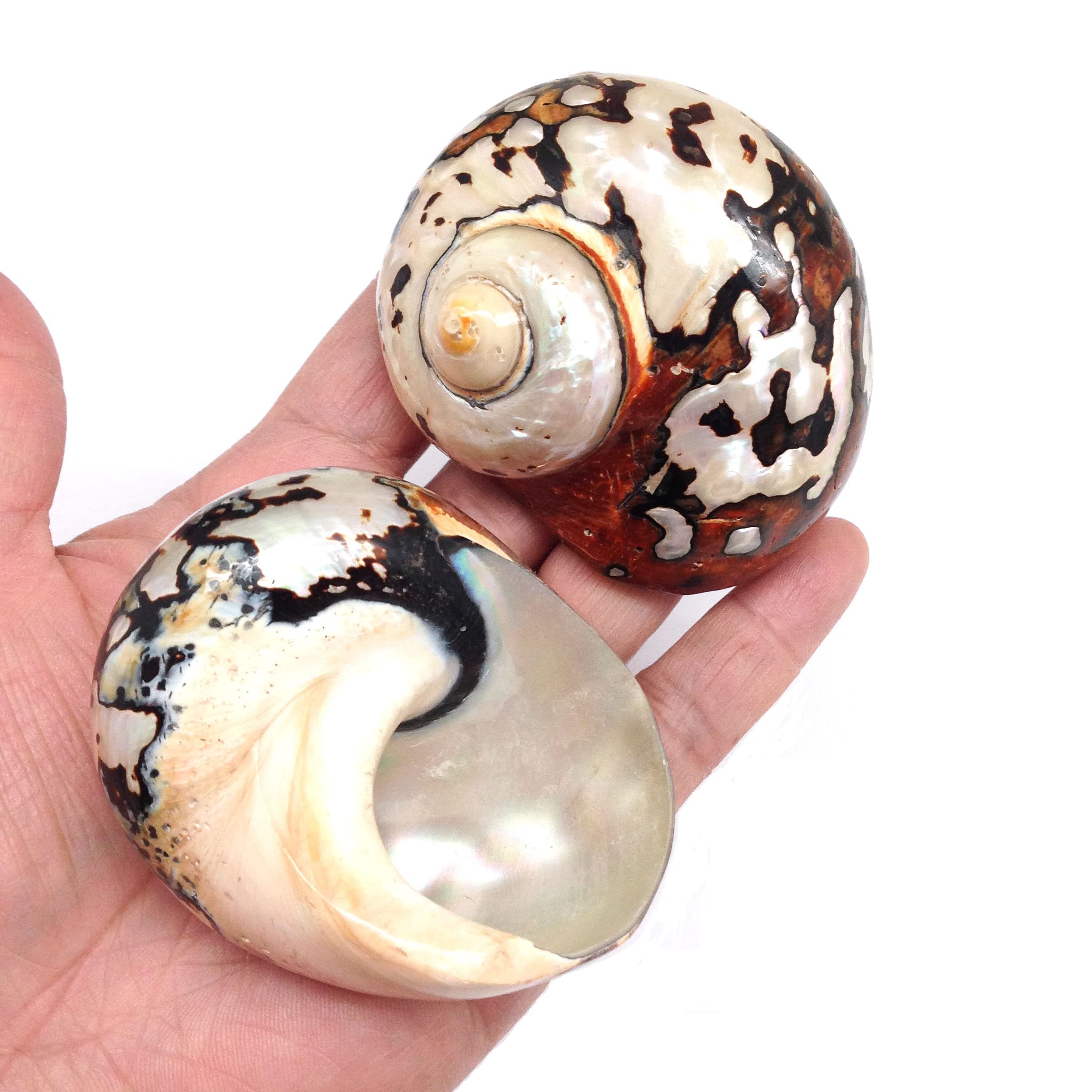 PEPPERLONELY 2 PC Hermit Crab Shells, Turbo Shells, African Sarmaticus Turbo Shell, 2 Inch~ 2-1/4 Inch