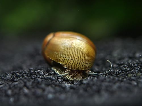Miniatura 11 de Aquatic Arts 1 caracol de nerito de ojo de tigreoliva Caracoles de acuario nano Seguro en tanques de peces de agua dulce TetraGuppyBetta