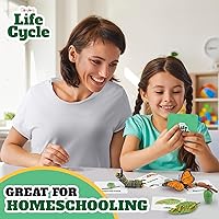 Vista 5 de Kit de ciclo vital Montessori - Juguetes de figuras realistas, juego de animales a juego con mariposa y Catterpilar, rellenos de cesta de Pascua