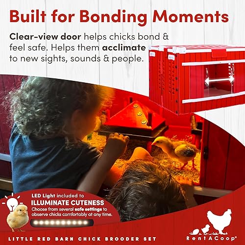 Vista 5 de RentACoop Little Red Barn - Juego de criadores de pollitos, duradero, ligero, fácil de limpiar, multiusos, con placa calefactora, alimentador
