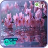 桜禅ビュー - 静かな瞑想のための春の桜庭園