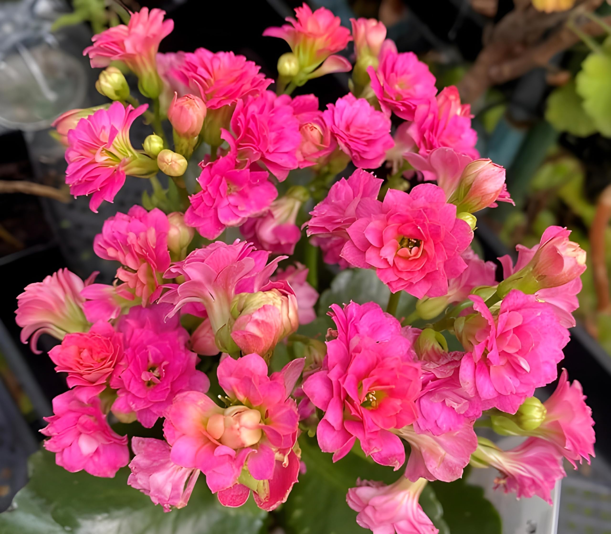 SEILOZBUNIA FARM - All season beautiful special variety live Hybrid Pink kalanchoe flower plant || outdoor flower tree plant for home garden plant (pack of 1) (B0CYGXX2F6) Amazon Price History, Amazon Price Tracker