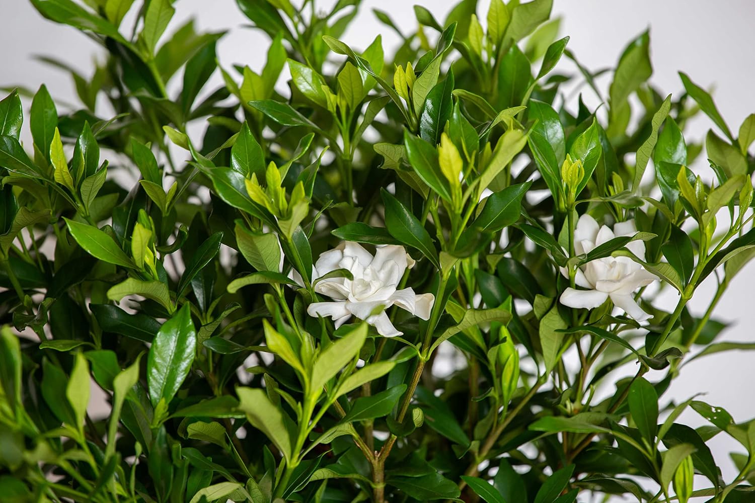 Fool Proof Gardenia (2 Gallon) Blooming Evergreen Shrub with White Fragrant Flowers - Full Sun to Part Shade Live Outdoor Plant/Bush