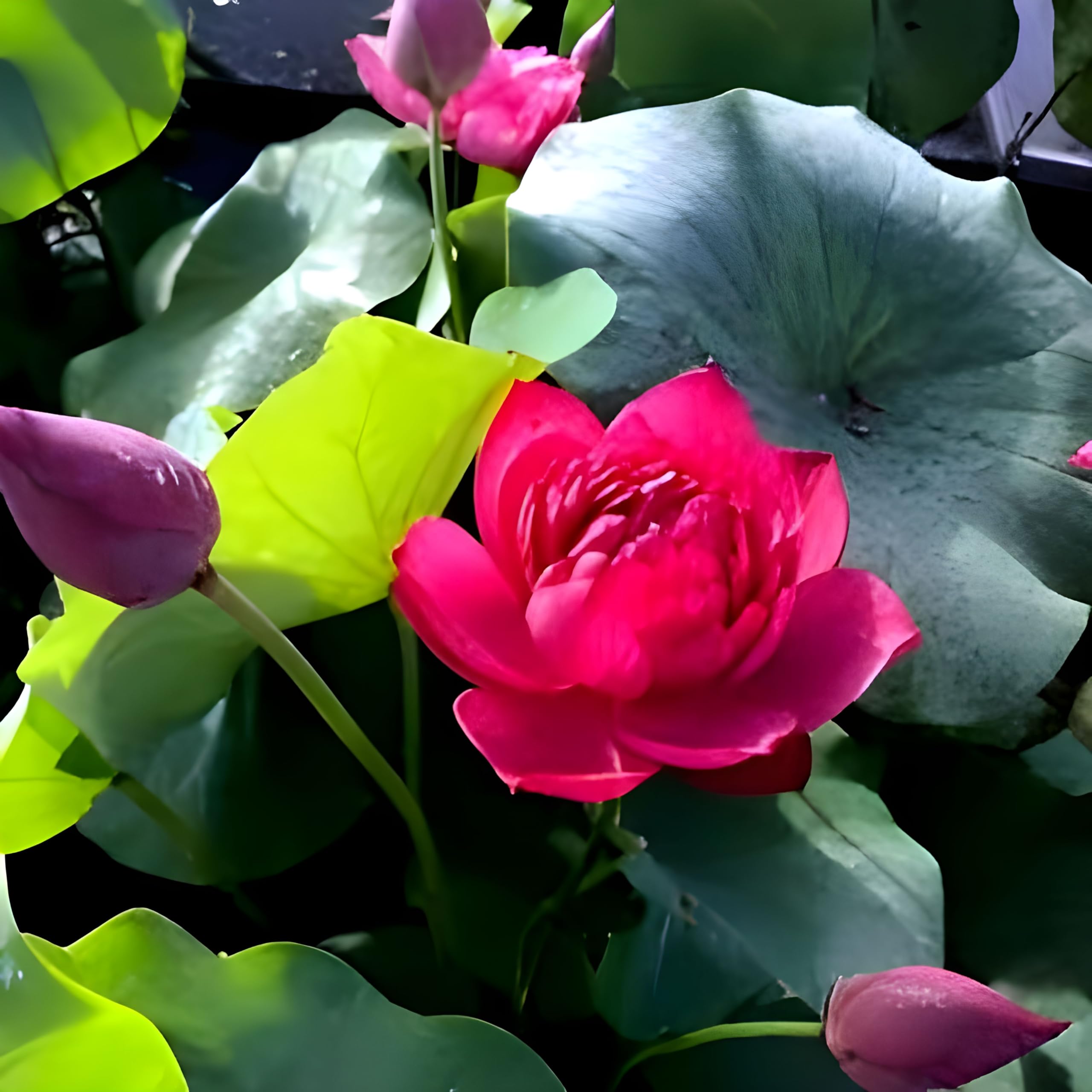 Rishika Plant House-Rare Hybrid Red Lotus All Season Live Plant Big Water Lily (TUBER Root) Orginal Variety Guarante Blooming With in 30 Days For Outdoor and... (B0D9B47C98) Amazon Price History, Amazon Price Tracker