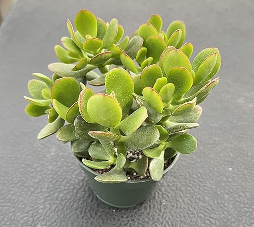Miniatura 8 de Cotyledon Tomentosa de 4 pulgadas, suculenta viva totalmente enraizada en macetas con mezcla de tierra, planta de casa rara para decoración de bodas