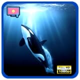 レース思考救済＆片頭痛癒し、オル