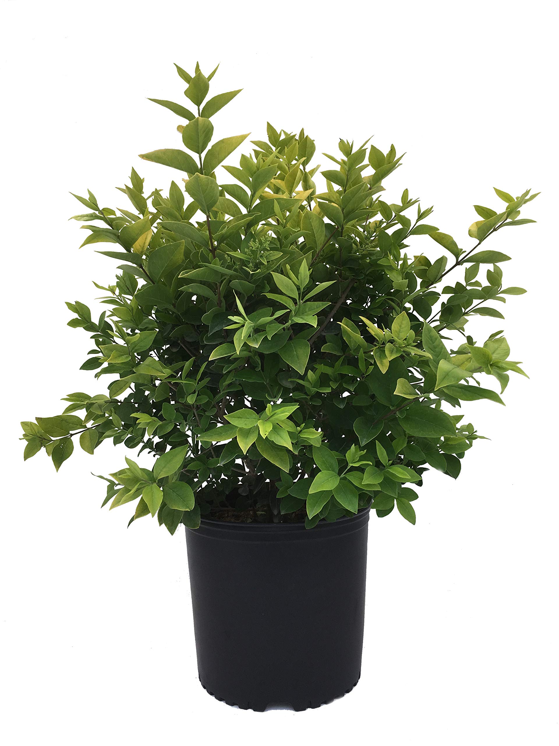 led plant Four-Strip LED Grow Light main image 1