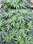 Review Image by terrapin 710 terrapin 710