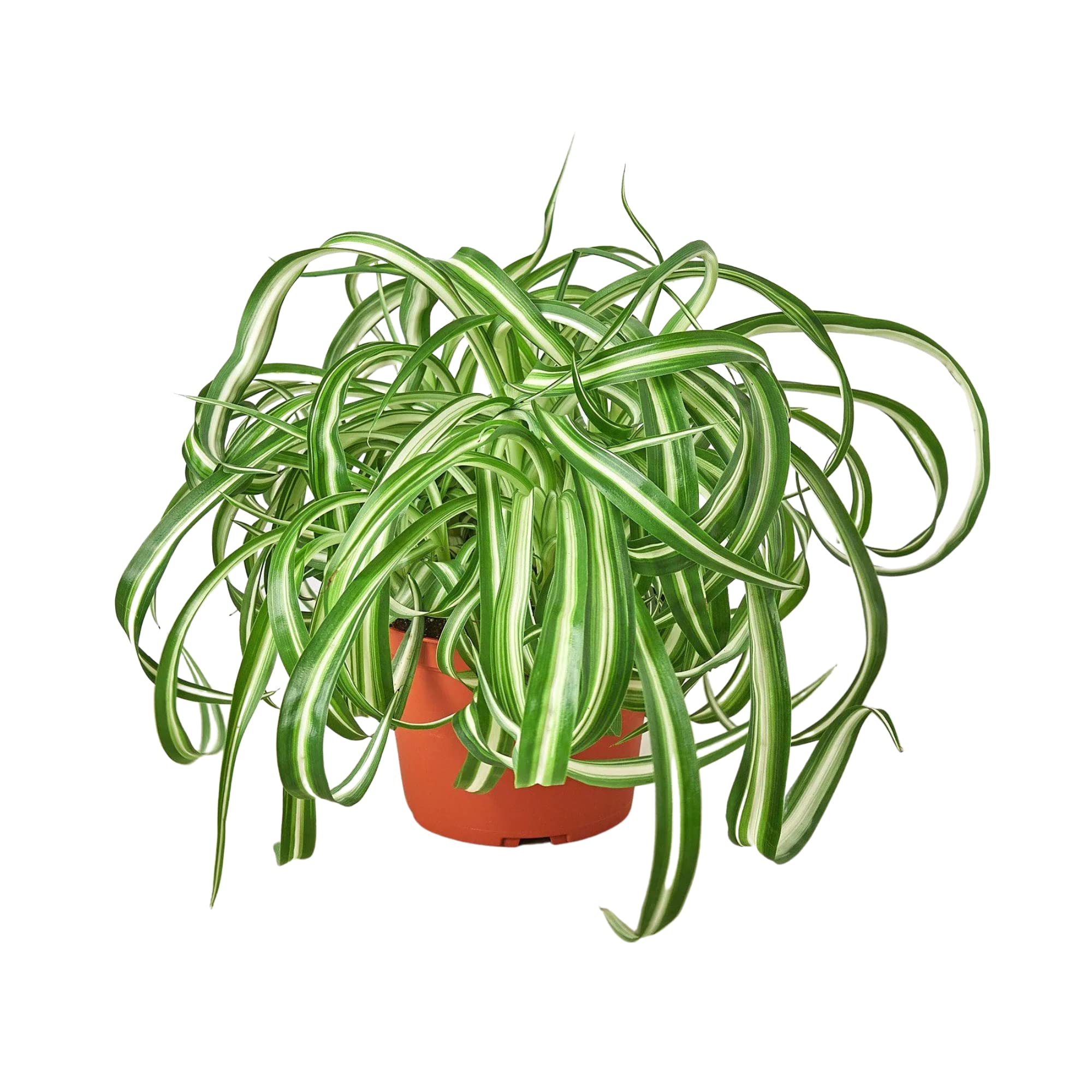 House Plant Shop Spider Plant Bonnie