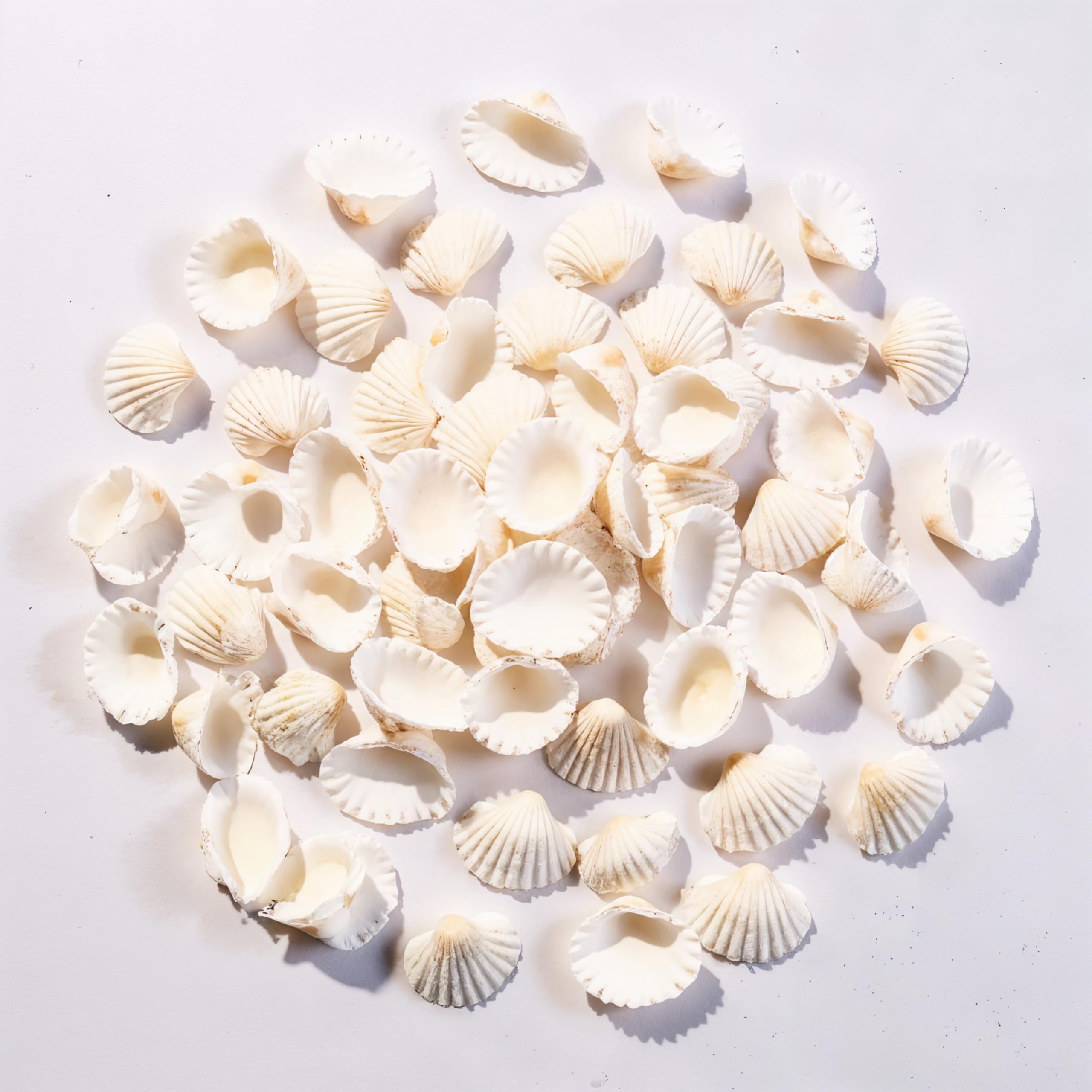 DasKid 100 PCS White Small Sea Shells (2–3CM) – Seashells for Crafts, DIY Painting, Wedding Décor, Beach Party Decorations & Aquarium Use.