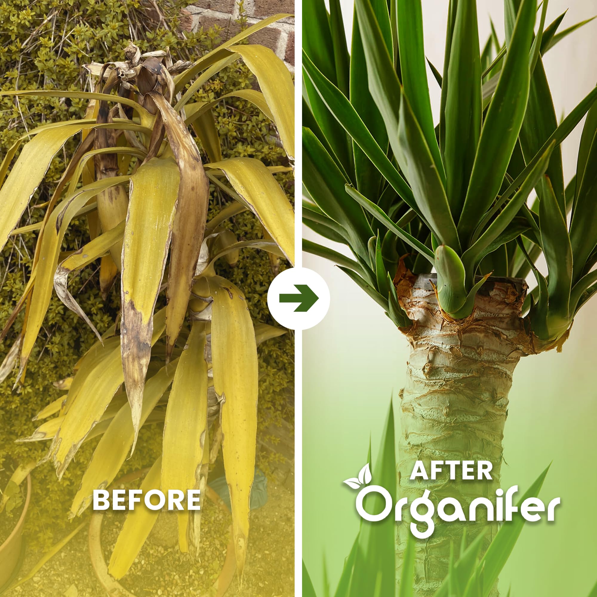 Flüssigdünger Für Yucca-Palmen - 10L - NPK 2-1-8 | Dünger Für Gesundes Wachstum Und Starke Pflanzen - Fördert Wurzeln Und Widerstandskraft - Organifer