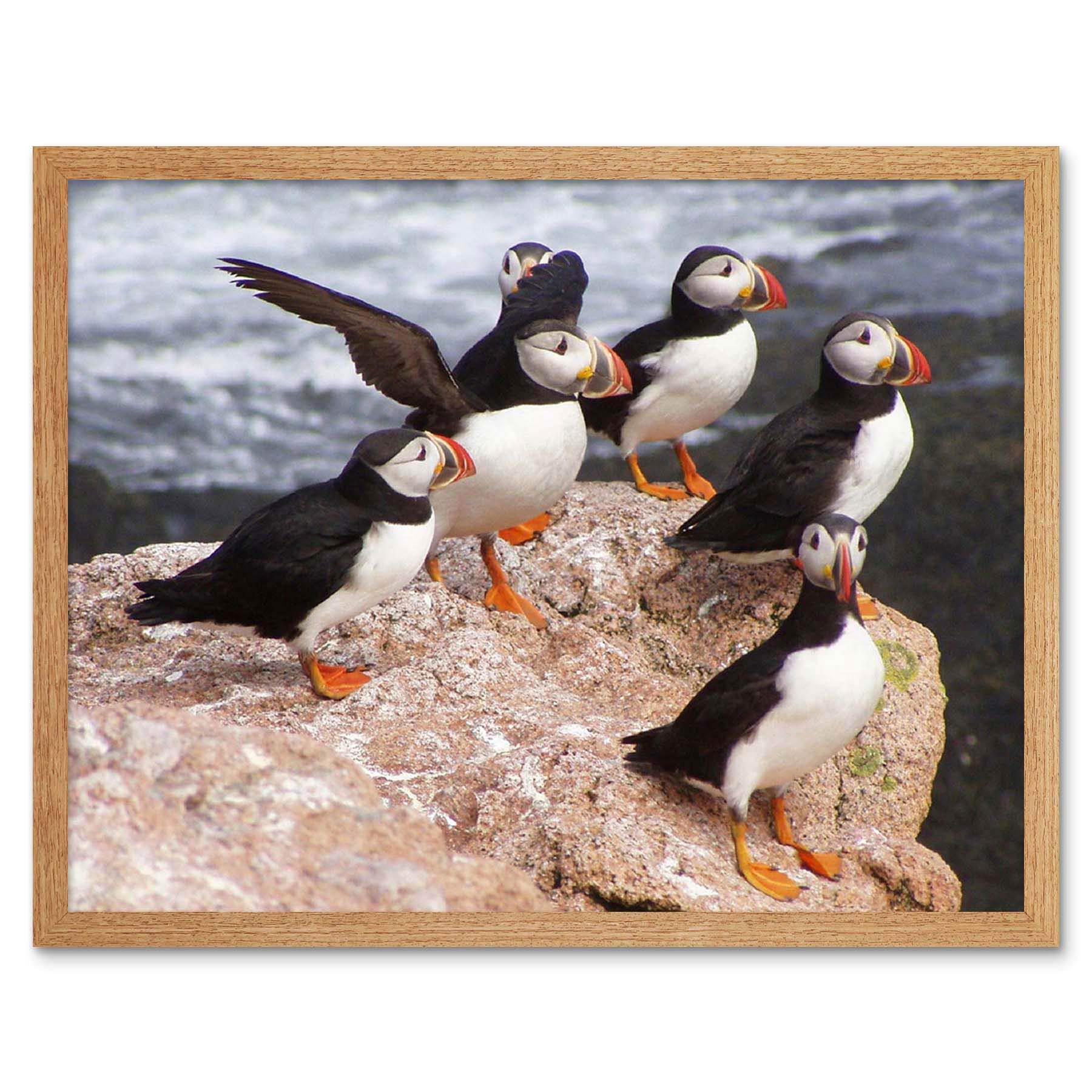 Wee Blue Coo Animal North Atlantic Puffins Art Print Framed Poster Wall Decor 12X16 Inch