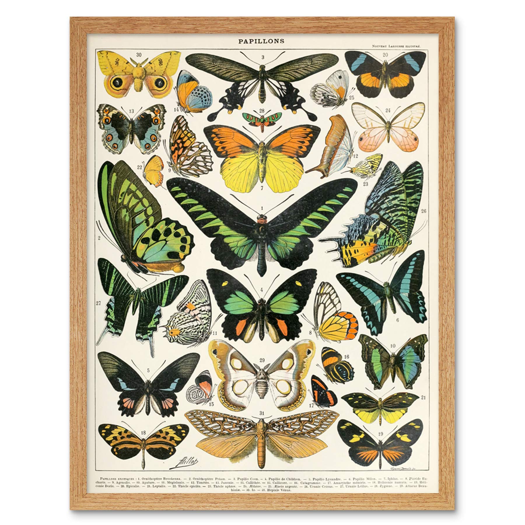 Artery8 Millot Encyclopedia Page Moths Butterflies Art Print Framed Poster Wall Decor 12x16 inch