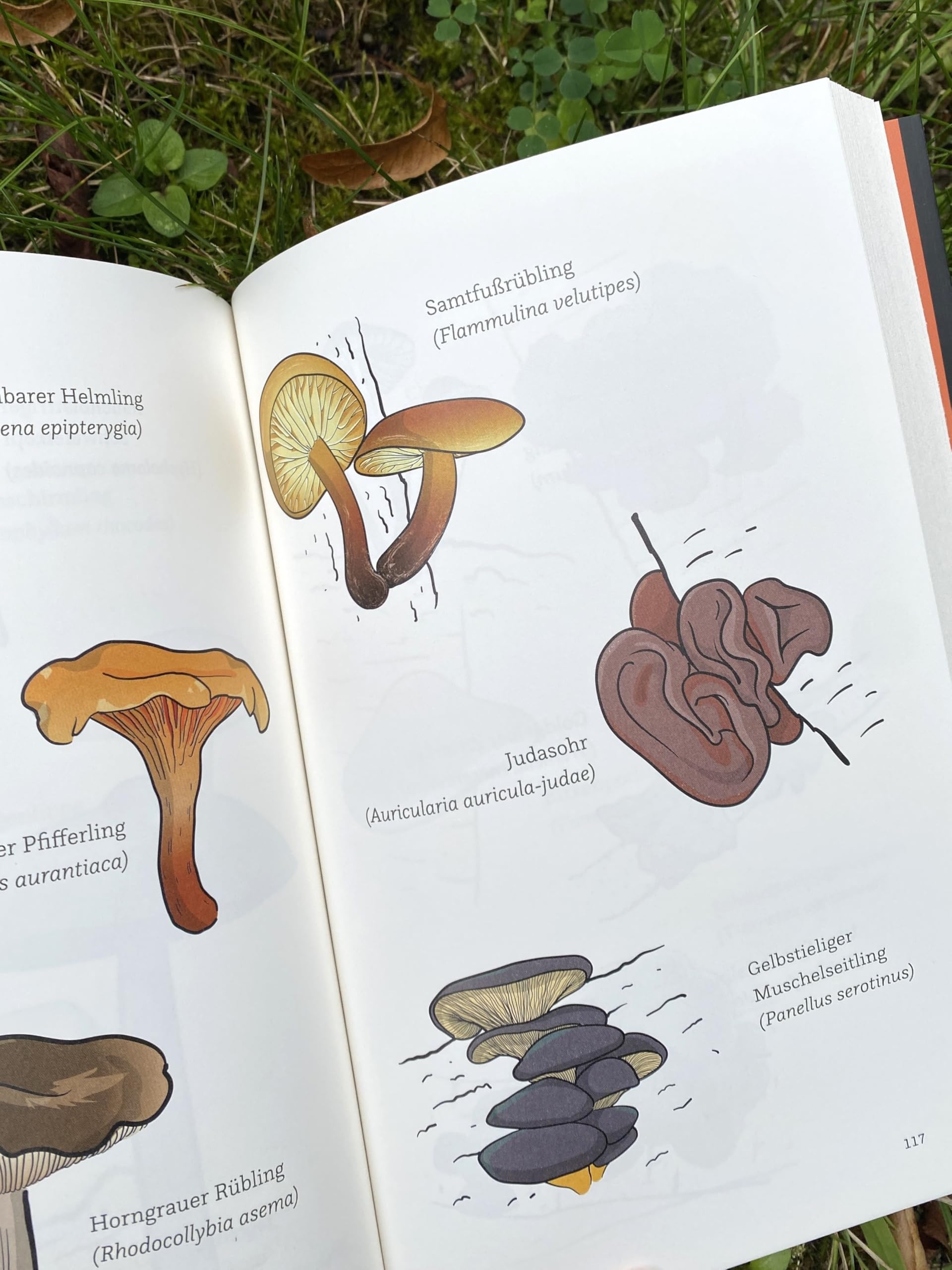In den Pilzen: Suchen, finden, sammeln | Das Pilz-Buch von Experte und Influencer @pilzaddicted