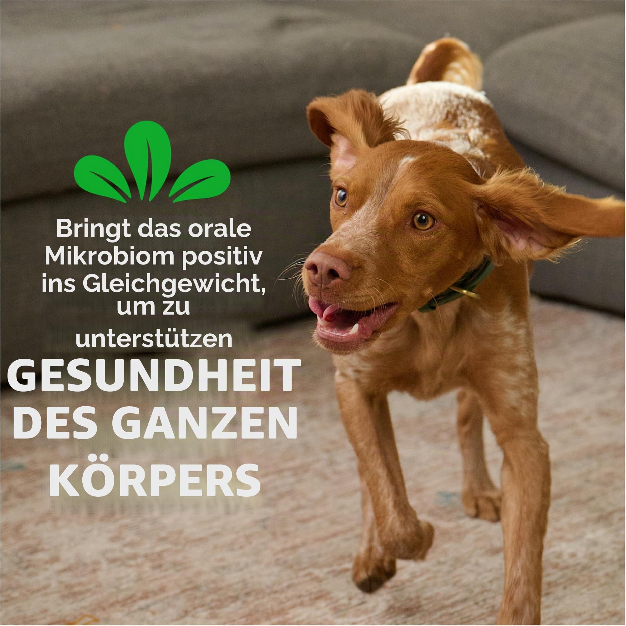 Greenies Original Hundesnacks für die Zähne