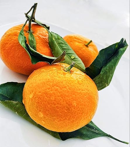 Mandarina Satsuma fresca de California (2.5)