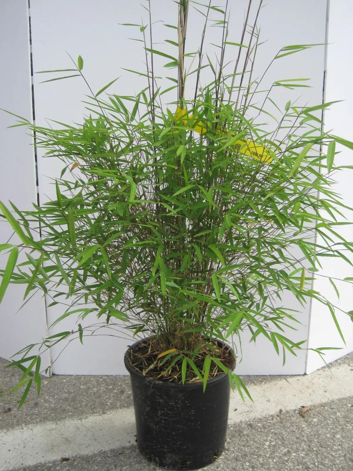 Fargesia angustissima, Bambù Ornamentale da Esterno, Verde, Sempreverde, 170/200 cm, Vaso 28, Ideale per Siepi e Giardini Zen