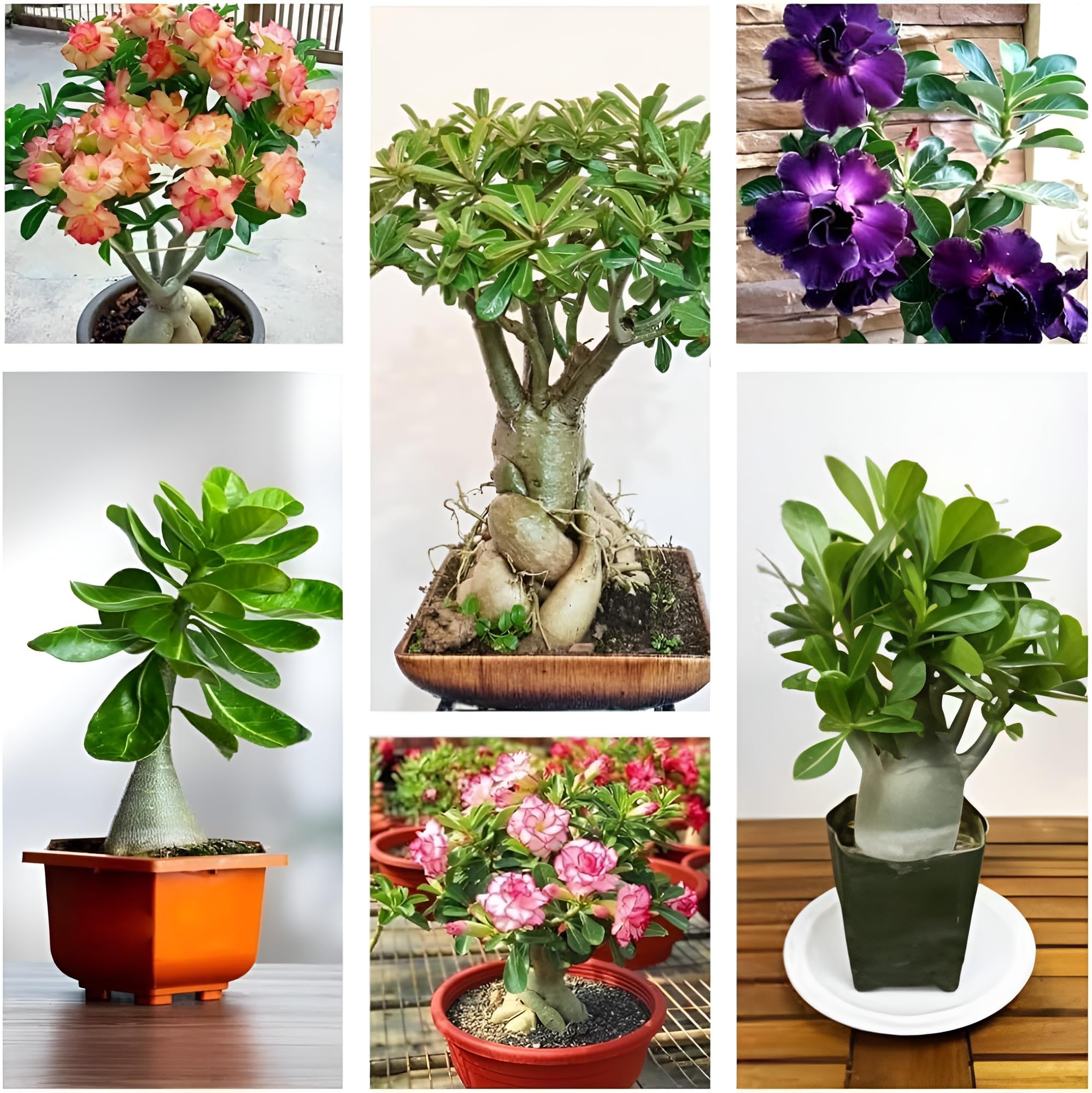 Premium Desert Rose Adenium Seeds – Hybrid Arabicum, Grafted, Easy Grow, Double Petal Mixed Colour Flowers for Home Garden & Terrace || Pack of 10 Seeds