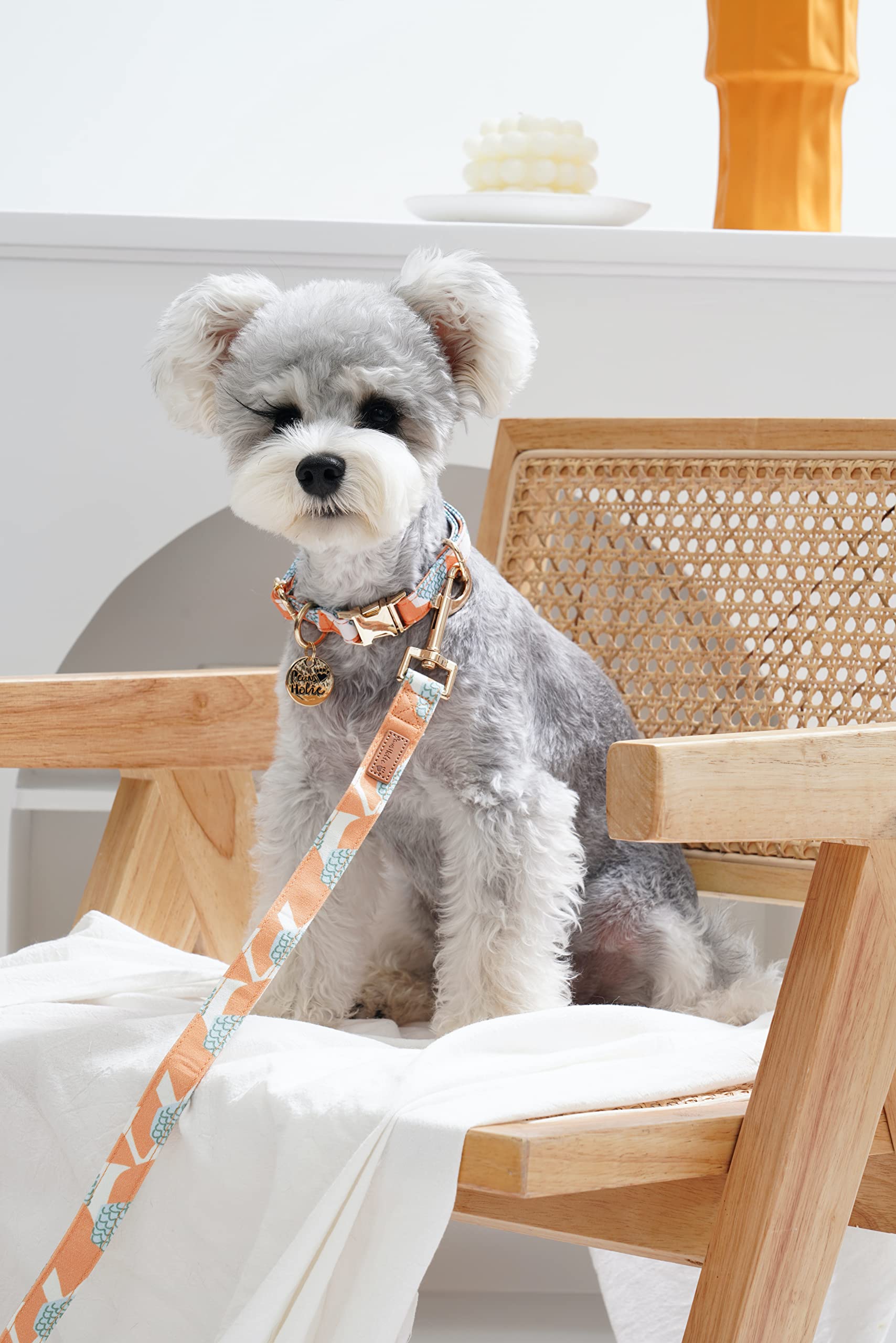 Amazon | Neskatu 犬 首輪 リードセット 小型犬 中型犬 大型犬