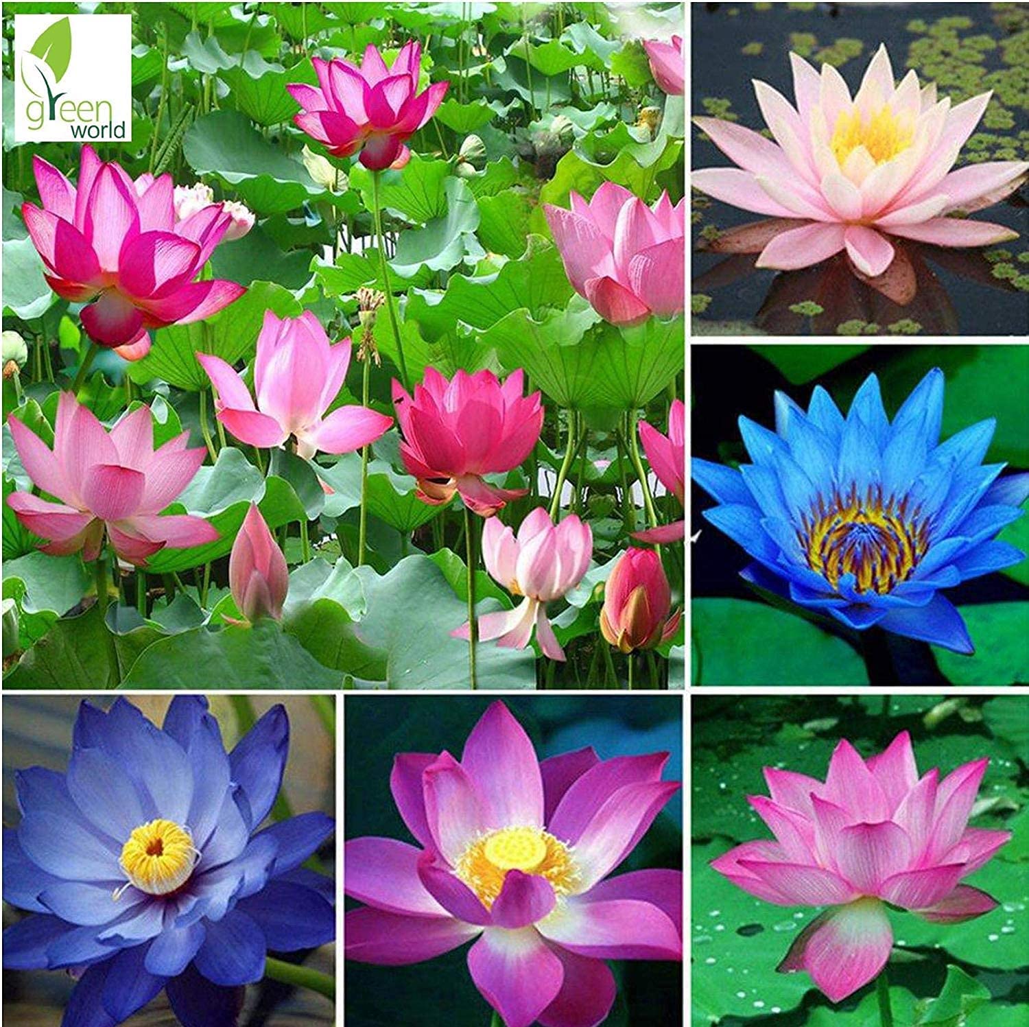 Aiden Gardens Rare Exotic Mixed Lotus Seeds Aquatic Plants Nelumbo Nucifera 15 Seeds Pack (B095X7XF1D) Amazon Price History, Amazon Price Tracker