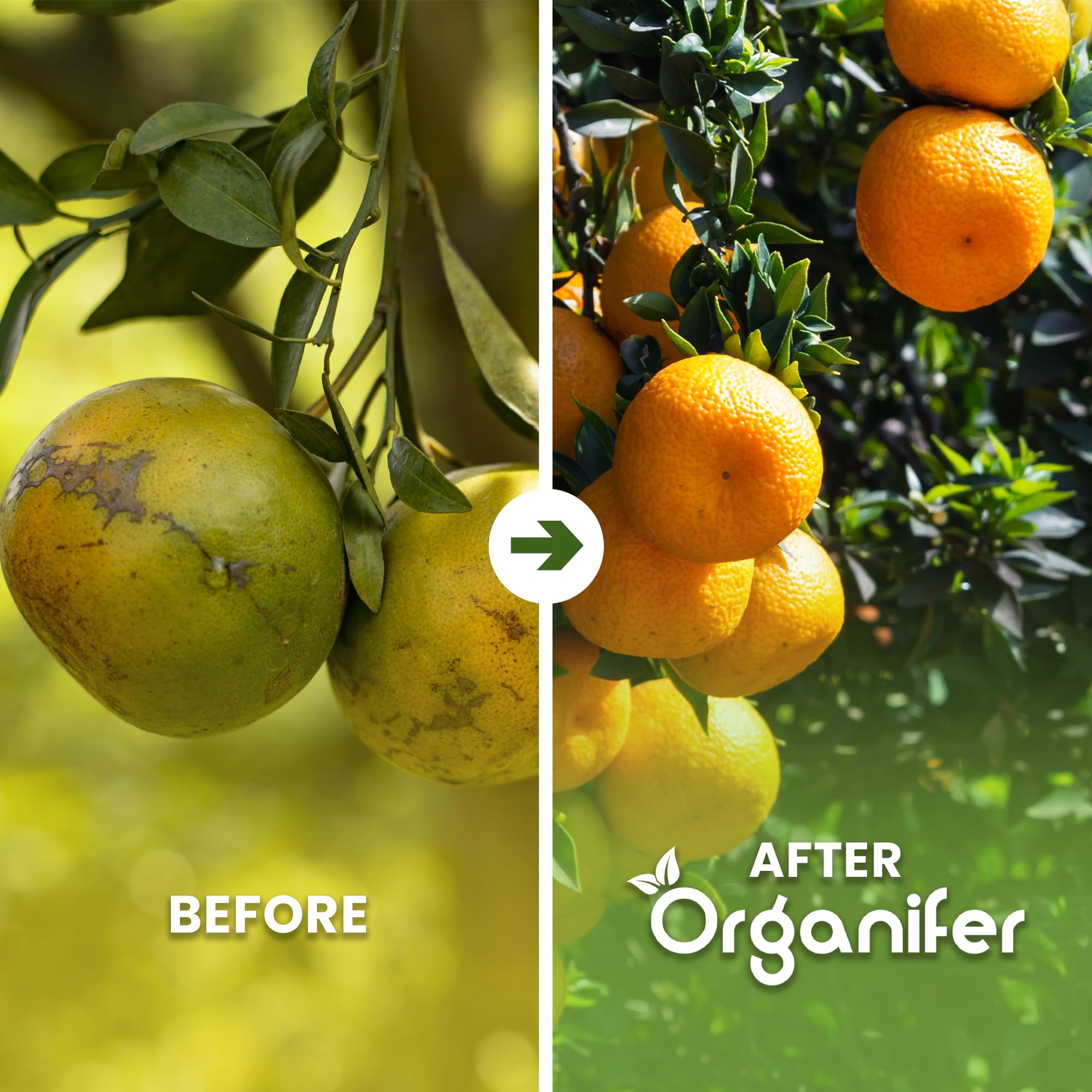Fertilizante Líquido - 2x1L - Para Naranjo - NPK 2-1-8 | Plantas Fuertes Y Hojas Saludables - Organifer