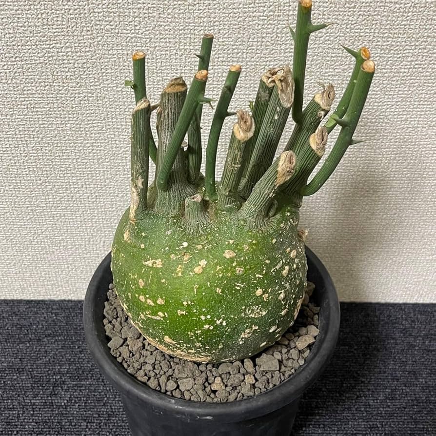 Adenia pseudoglobosa アデニア プセウドグロボーサ 塊根植物