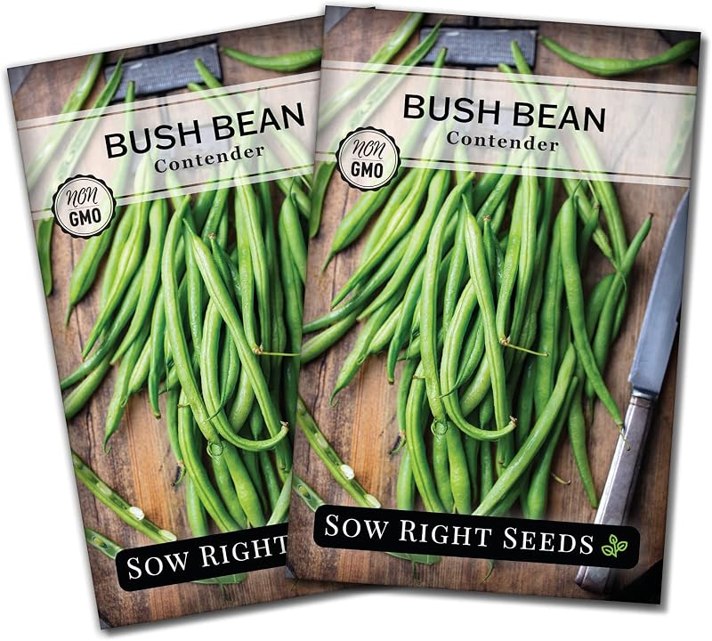 Sow Right Seeds - Semillas de frijol arbusto contendientes para plantar judías verdes, 2 unidades | Plante una variedad tradicional sin hilos y sin OGM para la jardinería de vegetales en el hogar al aire libre. Verduras frescas populares para cultivar al aire libre.