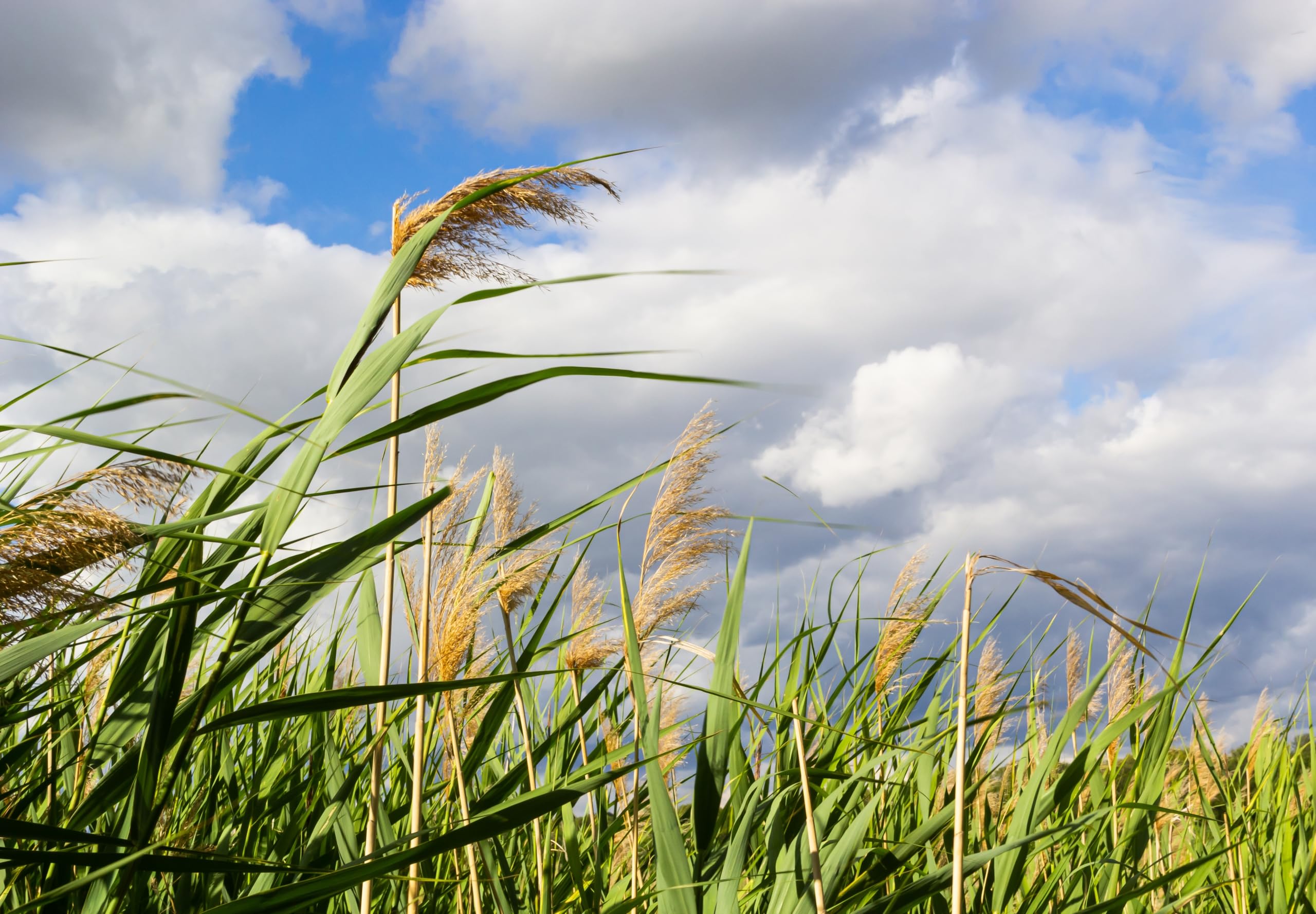 Lincolnshire Pond Plants Ltd - Phragmites Australis (Norfolk Reed) - Marginal Pond Plants - MP091-1 / 3Ltr