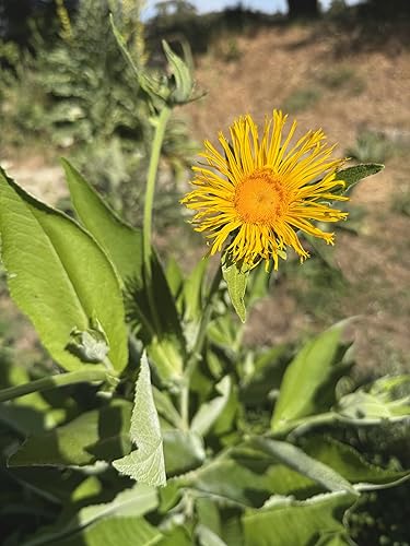 Miniatura 5 de Plant Good Seed Semillas orgánicas de helenio – Paquete de 50, semillas tradicionales para plantar hierbas, flores, suministros de jardinería,