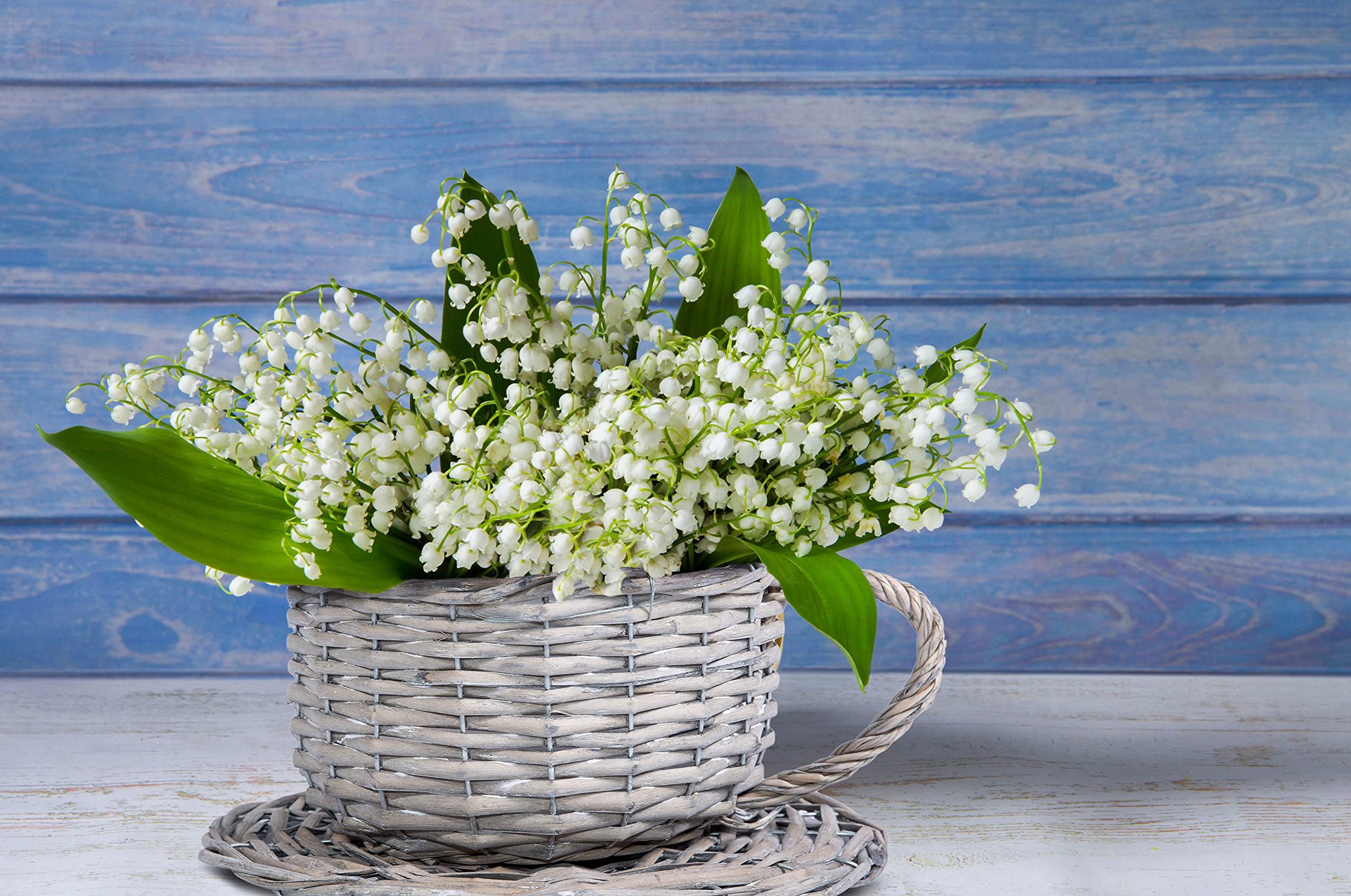 BASIC HOUSE Tea Cup Shaped Wicker Gift Hampers Flower Pot Home Deco Basket