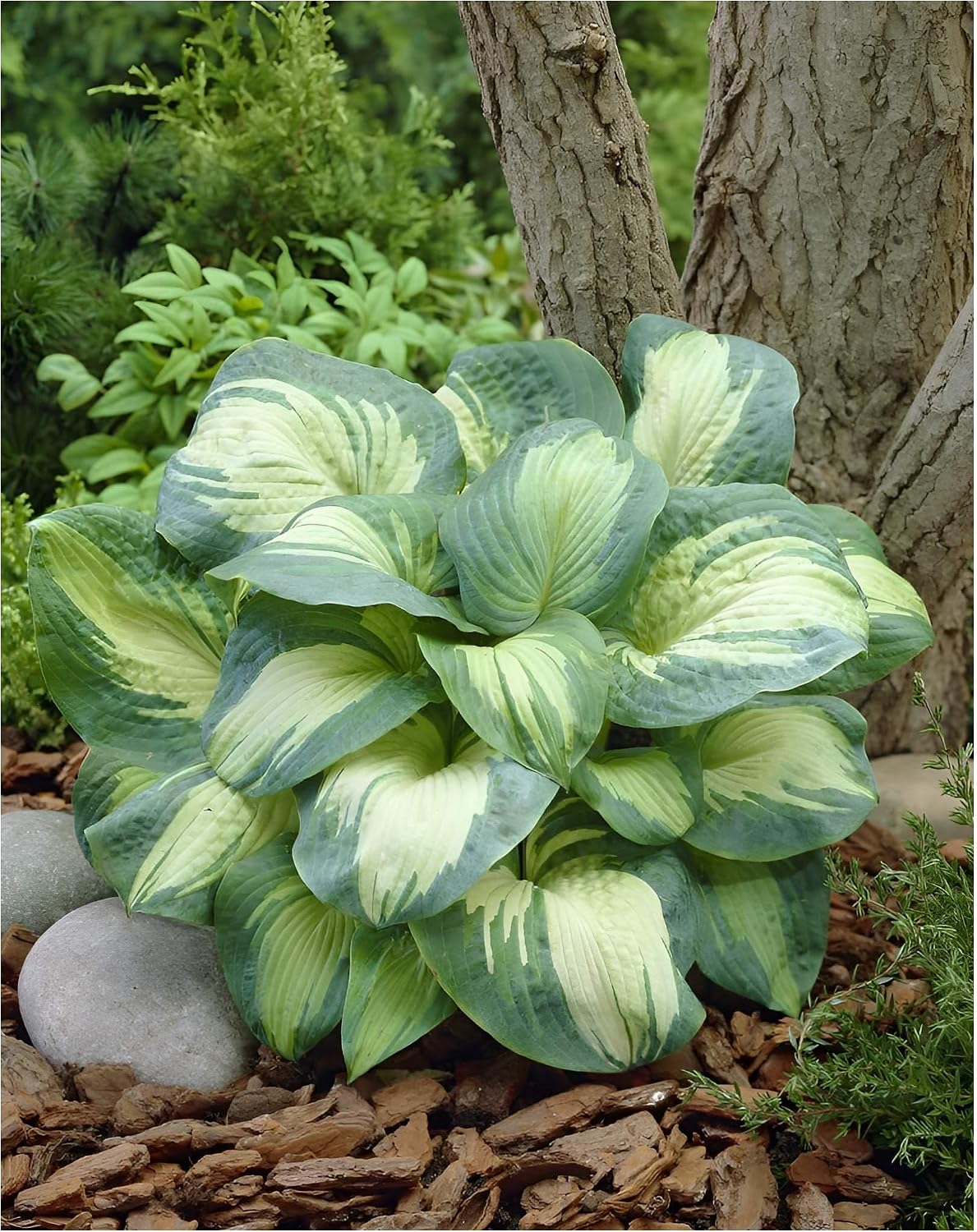 10 x Hosta sieboldiana Great Expectations Funkie Heart Leaf