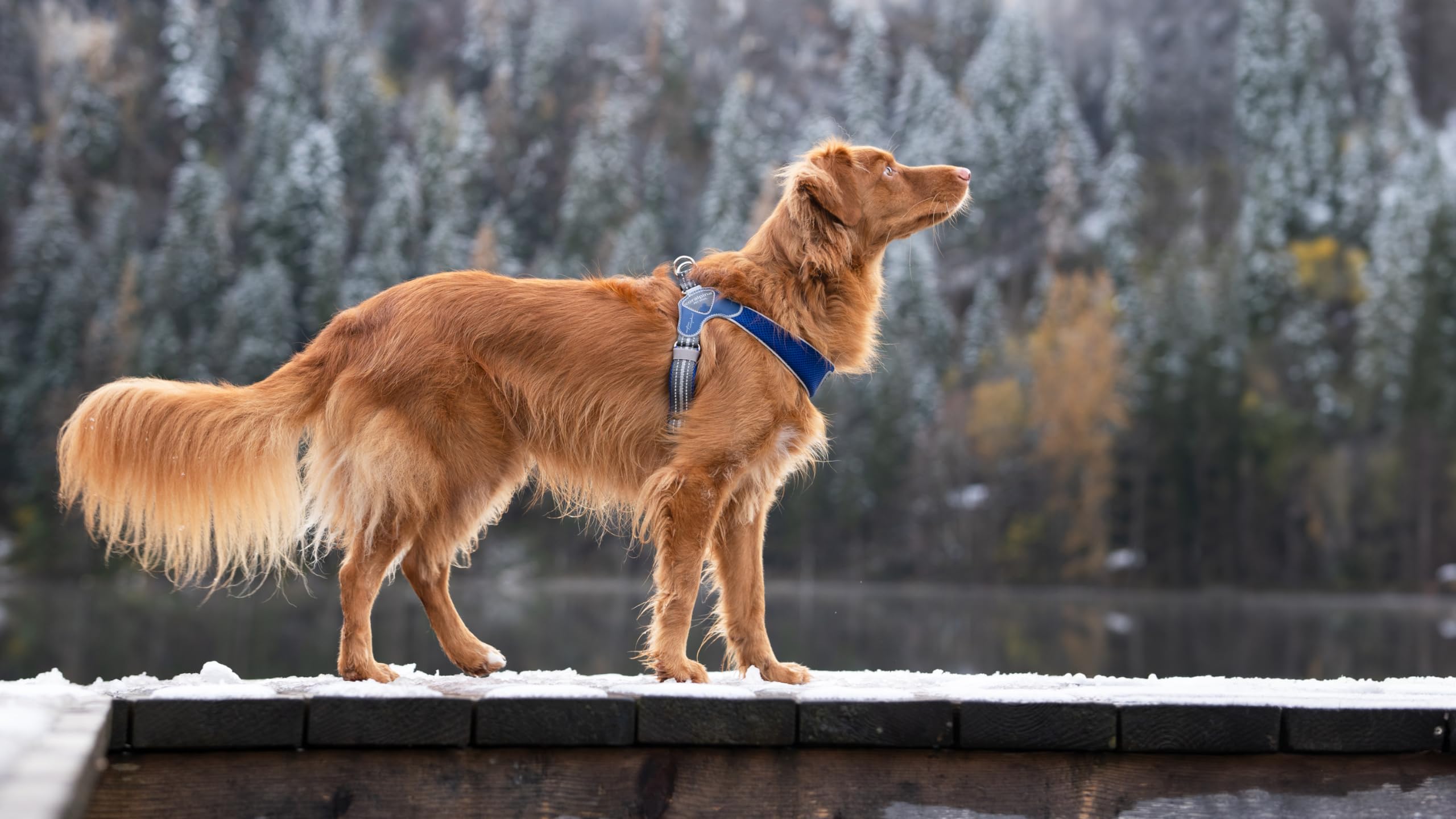 Pettorina Cinquetorri Per Cani Piccoli E Medi - Morbida, Traspirante, Turchese Taglia 1 - Foto 2